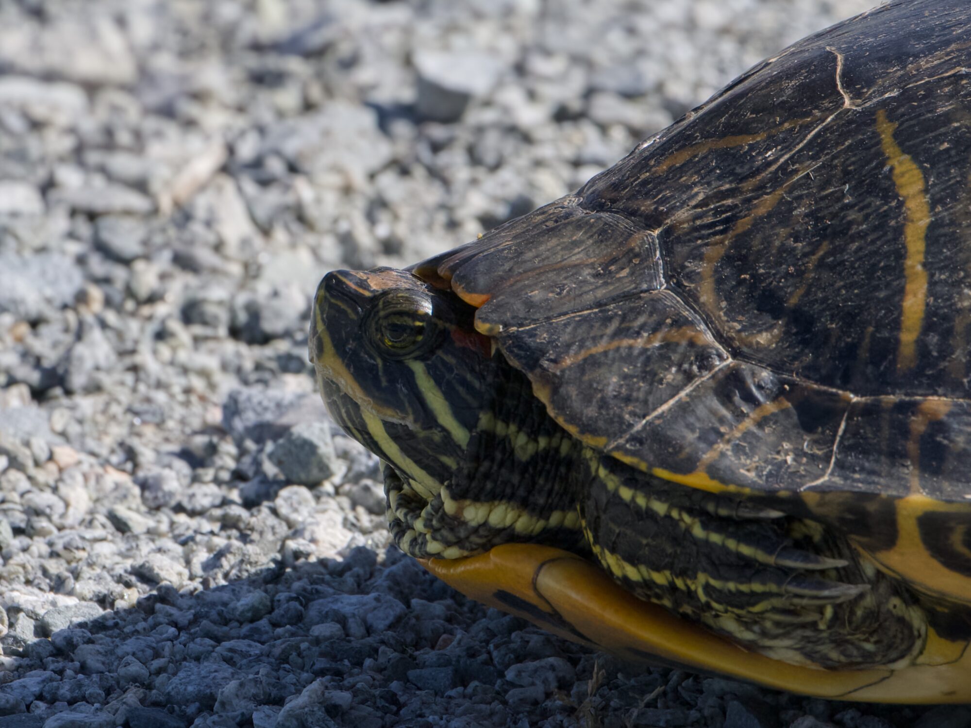 Closeup of probably a red-eared slider turtle, standing on a gravelly trail with its back to the trail, its head and feet mostly retracted