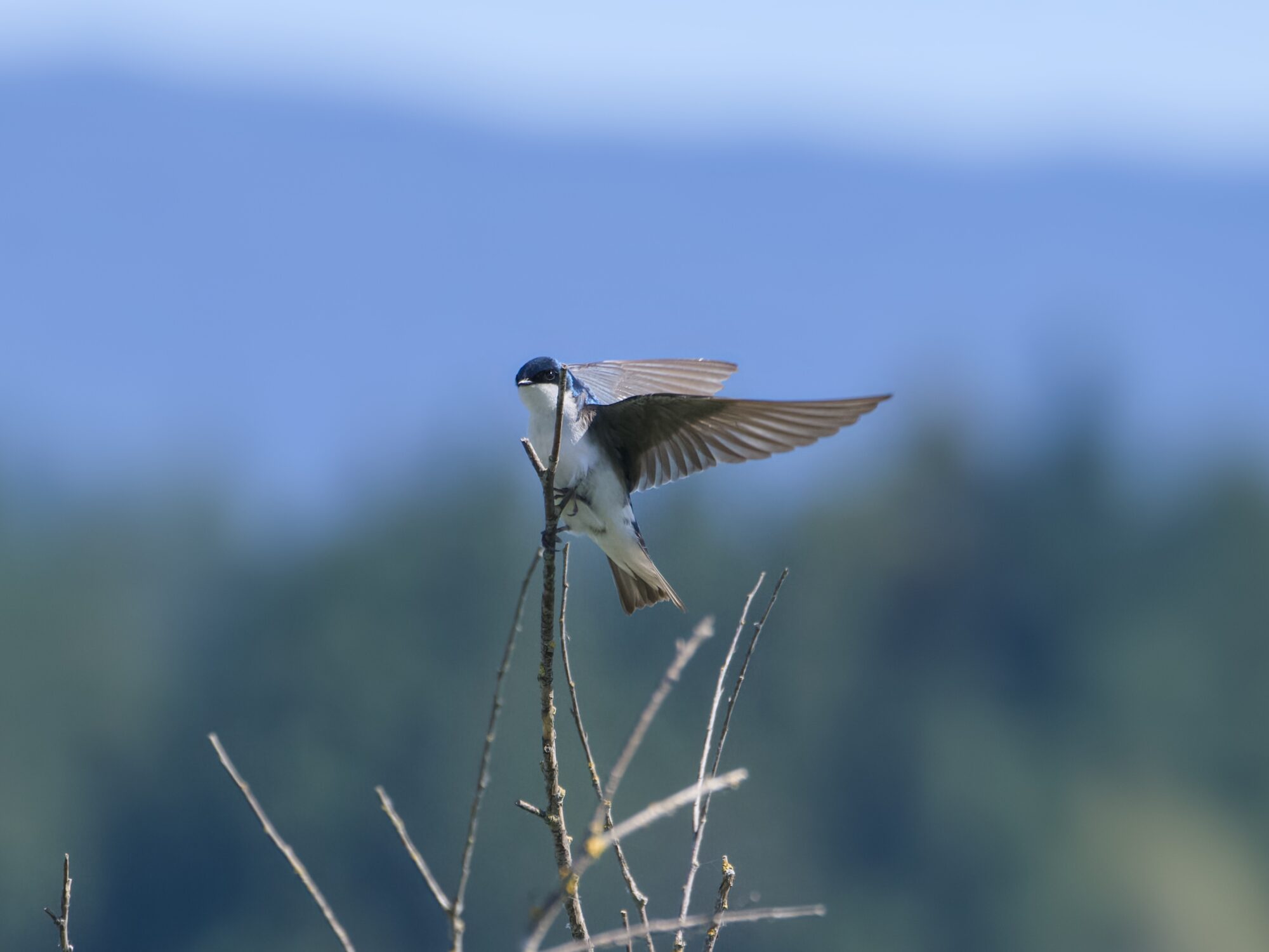 A Tree Swallow is landing at the top of a branch, wings still extended. In the background are fuzzy trees and mountains