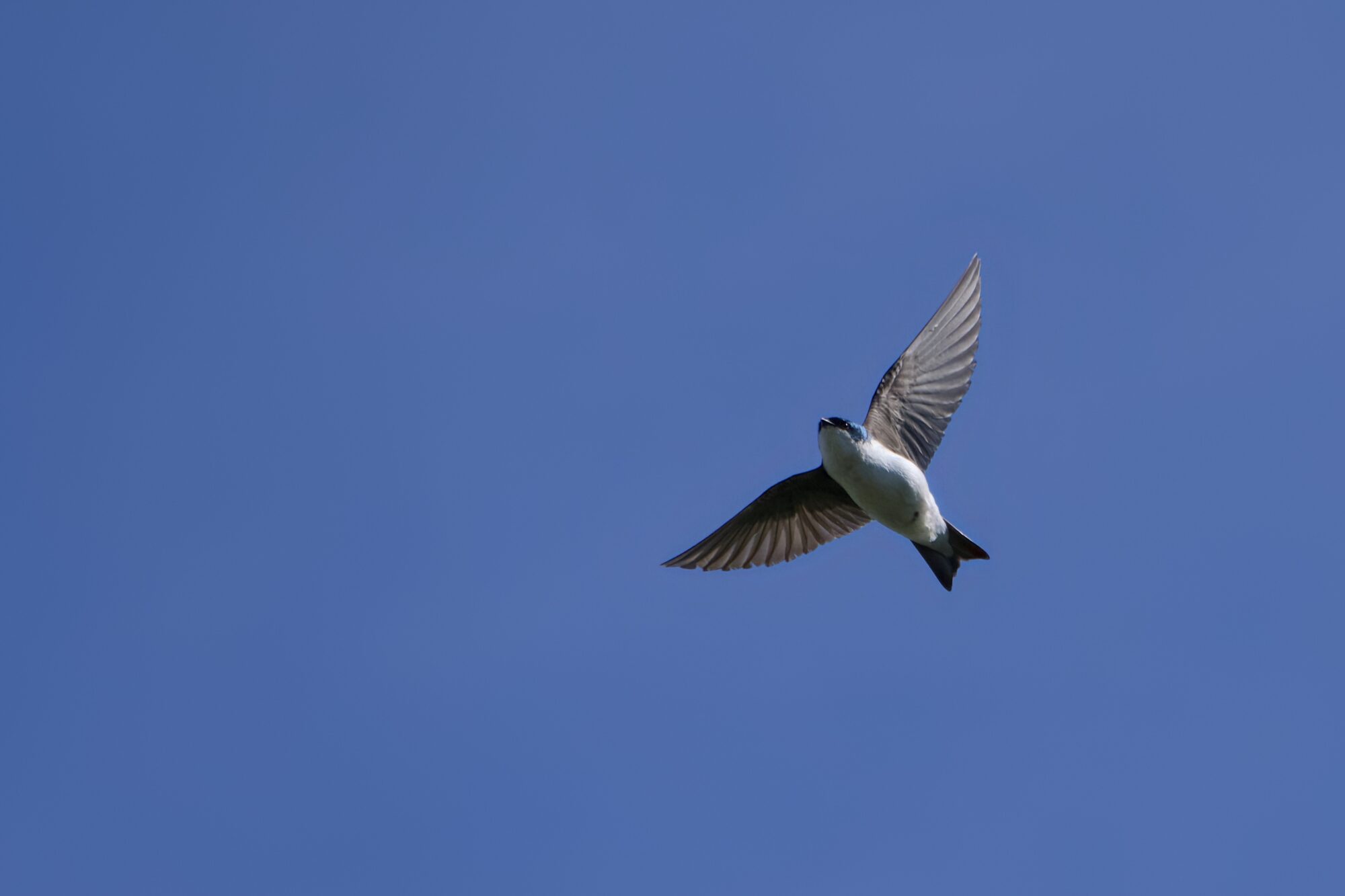 A Tree Swallow is flying overhead, against a solid blue sky