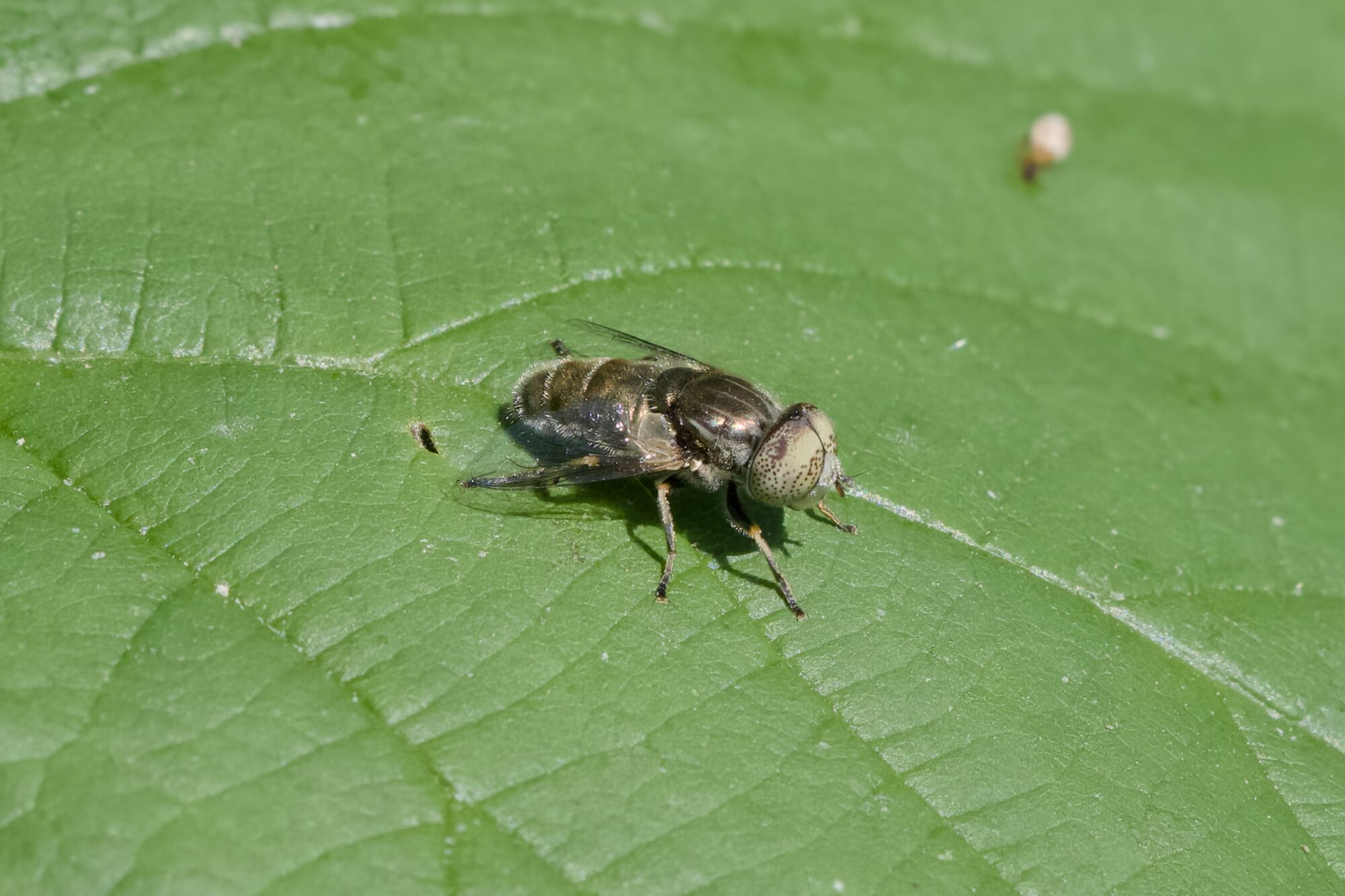 Closeup of a fly, sitting on a leaf. Its eyes are off-white with small brown dots