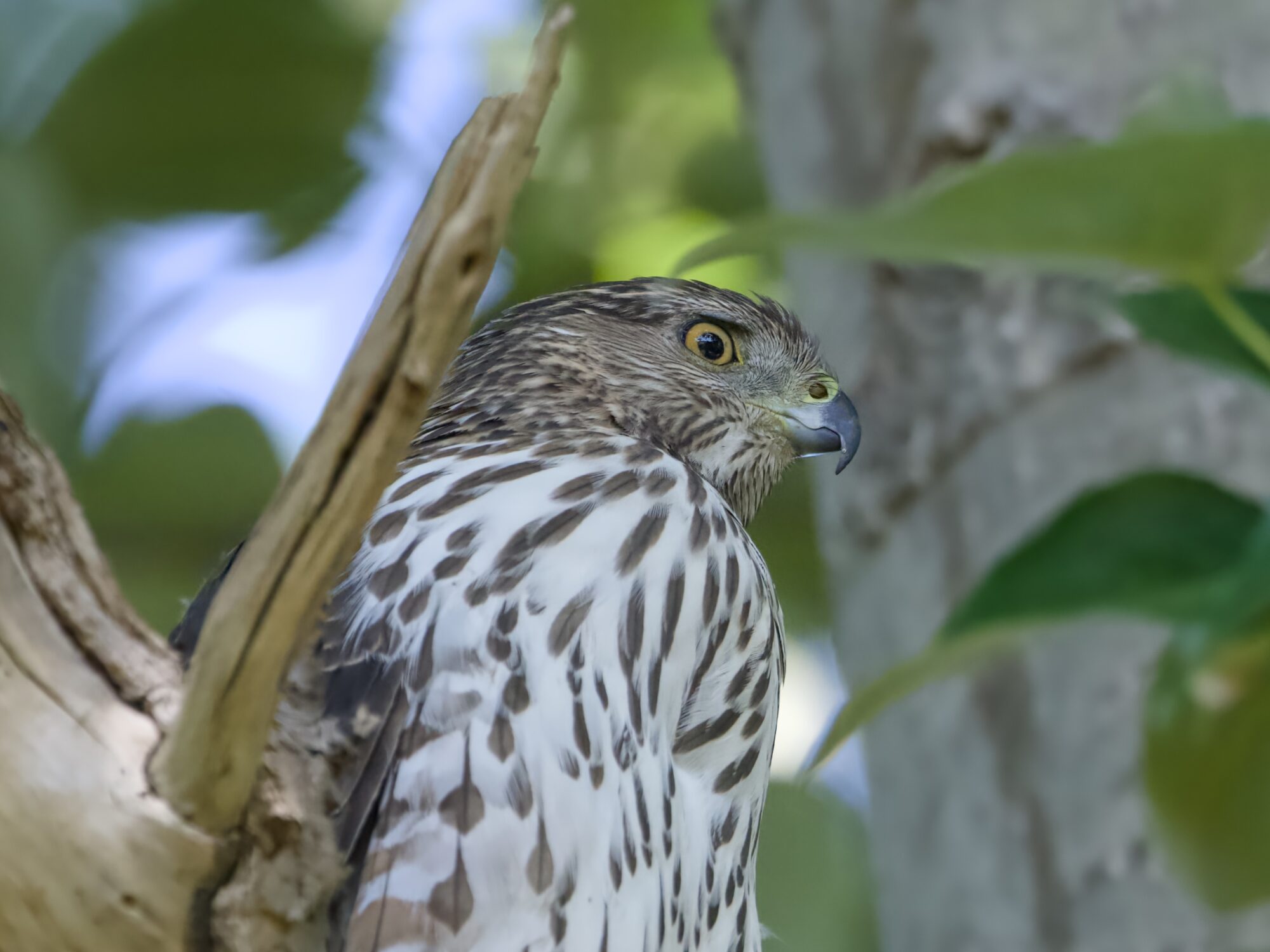 Closeup of a Cooper's Hawk, up in a tree and partly hidden by a branch. It is kind of in profile, and intently looking out at nothing
