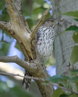 A Cooper's Hawk up in a tree