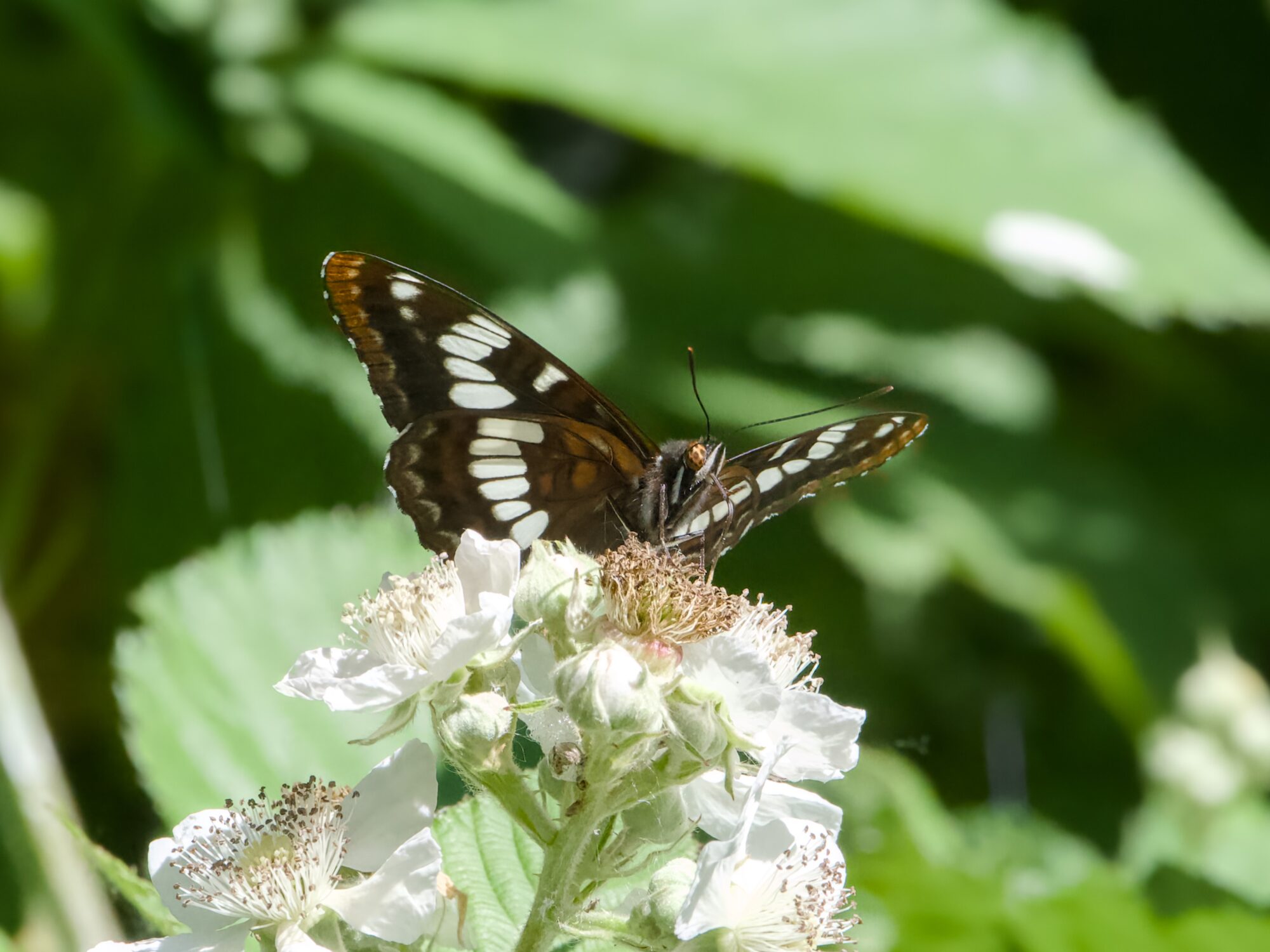 A Lorquin's Admiral is sitting on a cluster of pale white flowers, but sampling them with its long and thin tongue