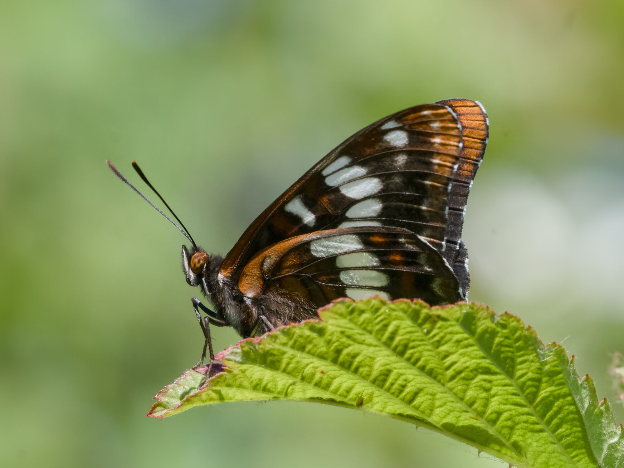 Closeup of a Lorquin's Admiral, seen in profile and sitting on a leaf