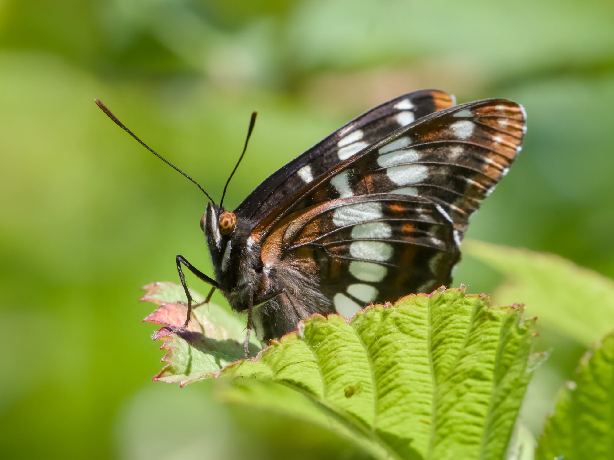 Closeup of a Lorquin's Admiral, seen in profile and sitting on a leaf. Its head is slightly turned towards us