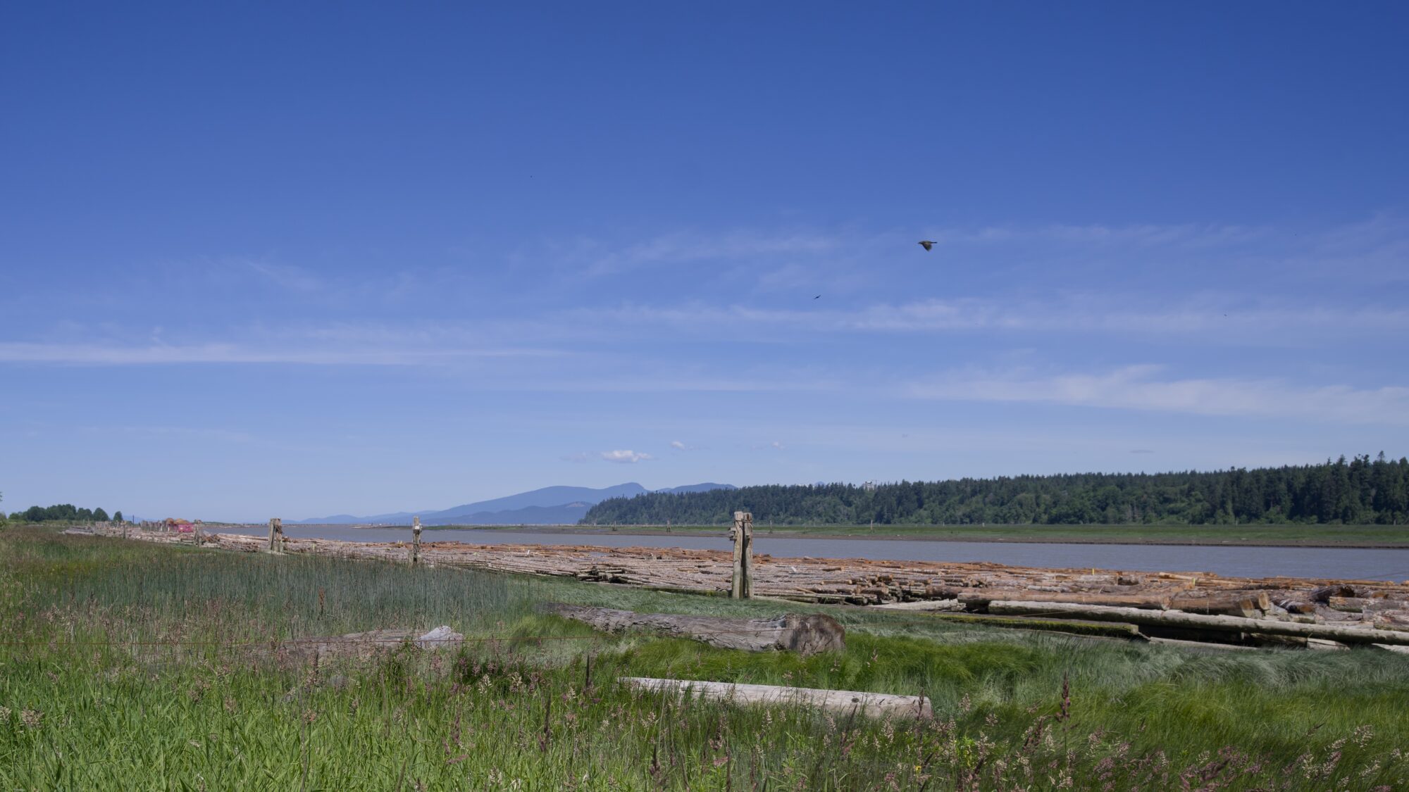 View of the Fraser River and opposite shore. There are logs in the water, and some wispy clouds in the mostly blue sky