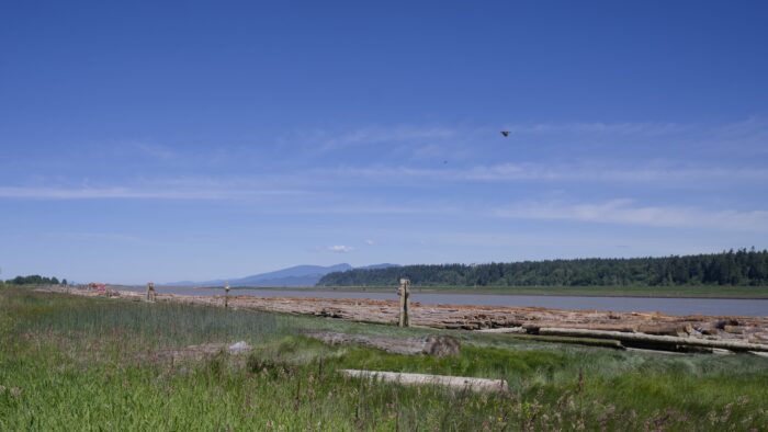 View of the Fraser River and opposite shore. There are logs in the water, and some wispy clouds in the mostly blue sky