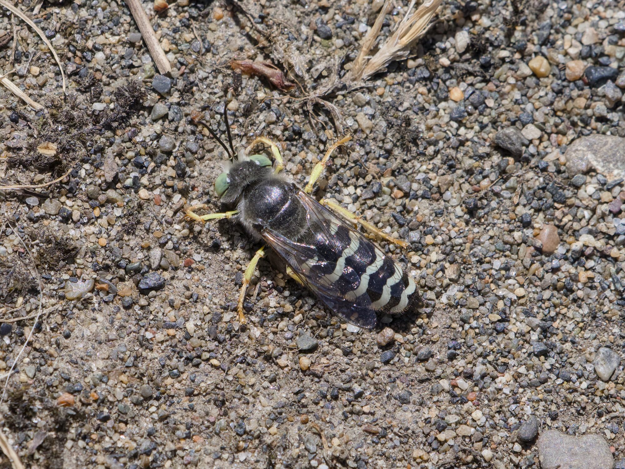 Closeup of a sand wasp, in its favourite environment, a sandy trail. Its front pair of yellow legs is scopping up.