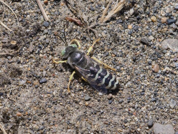 Closeup of a sand wasp, in its favourite environment, a sandy trail. Its front pair of yellow legs is scopping up.