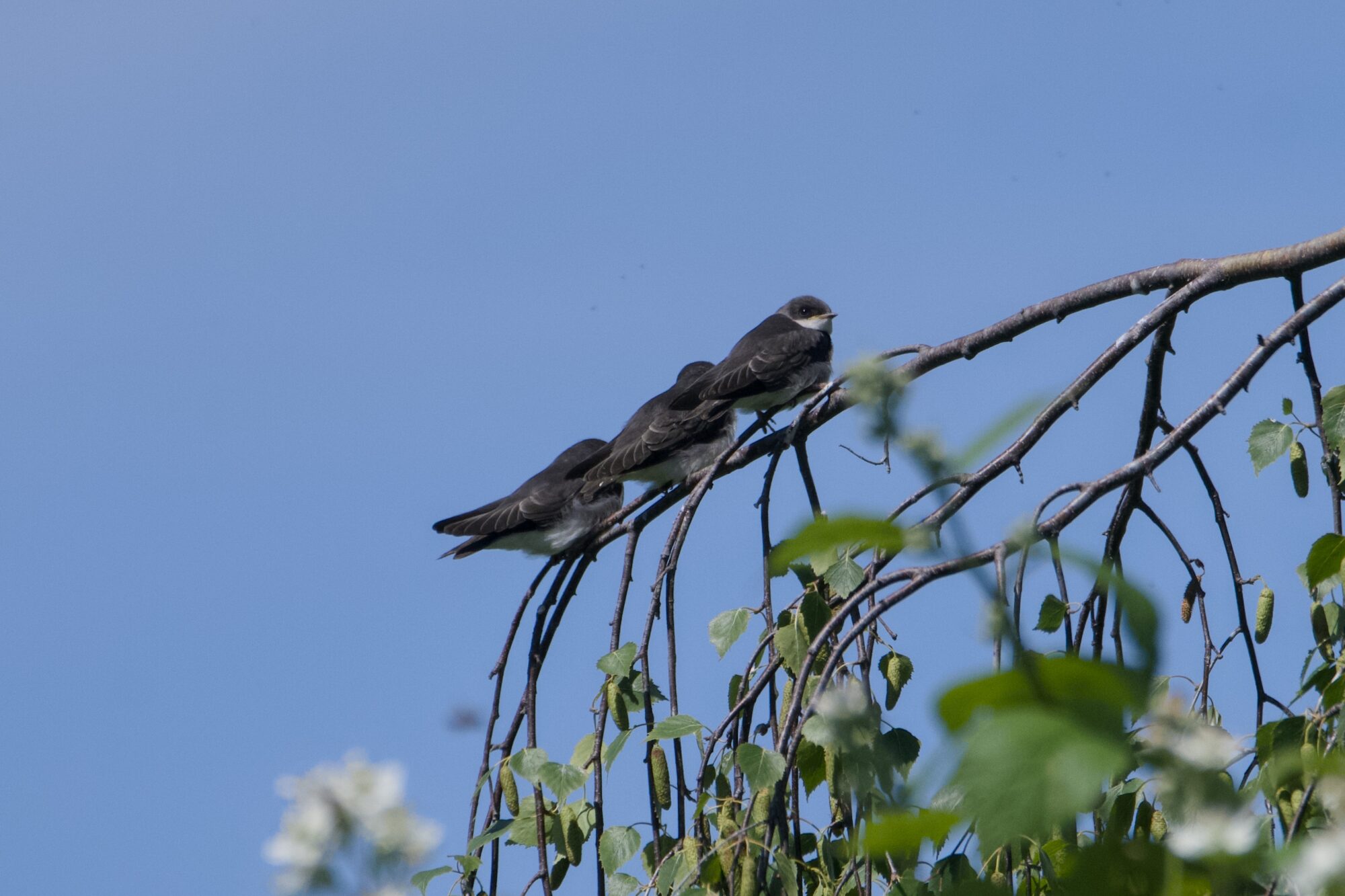 Three juvenile Tree Swallows sitting in a row; or the branh looks really comfy