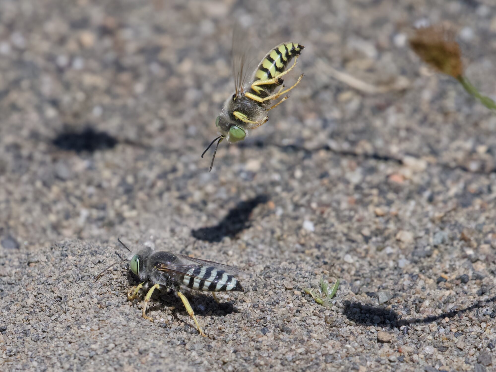A sand wasp (abdomen coloured a black and greyish-blue) is digging in the dirt, while another sand wasp (bdomen coloured a black and yellow-green) is diving right towards it