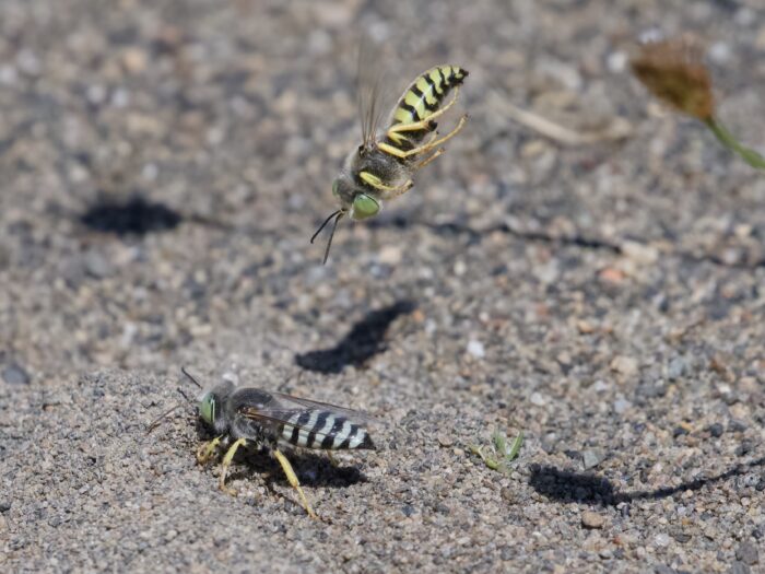 A sand wasp (abdomen coloured a black and greyish-blue) is digging in the dirt, while another sand wasp (bdomen coloured a black and yellow-green) is diving right towards it