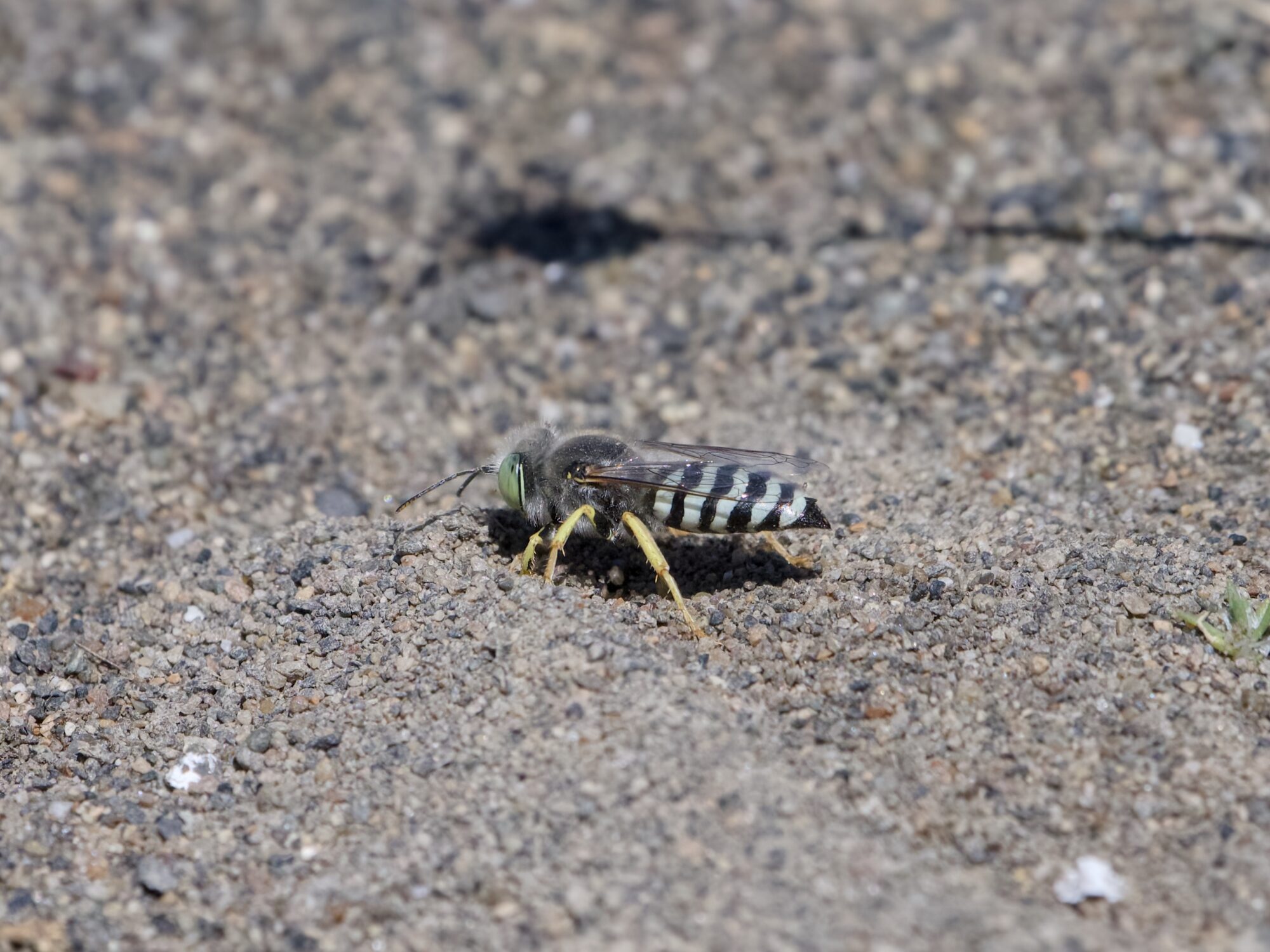 A single sand wasp (abdomen coloured a black and greyish-blue) is digging in the dirt