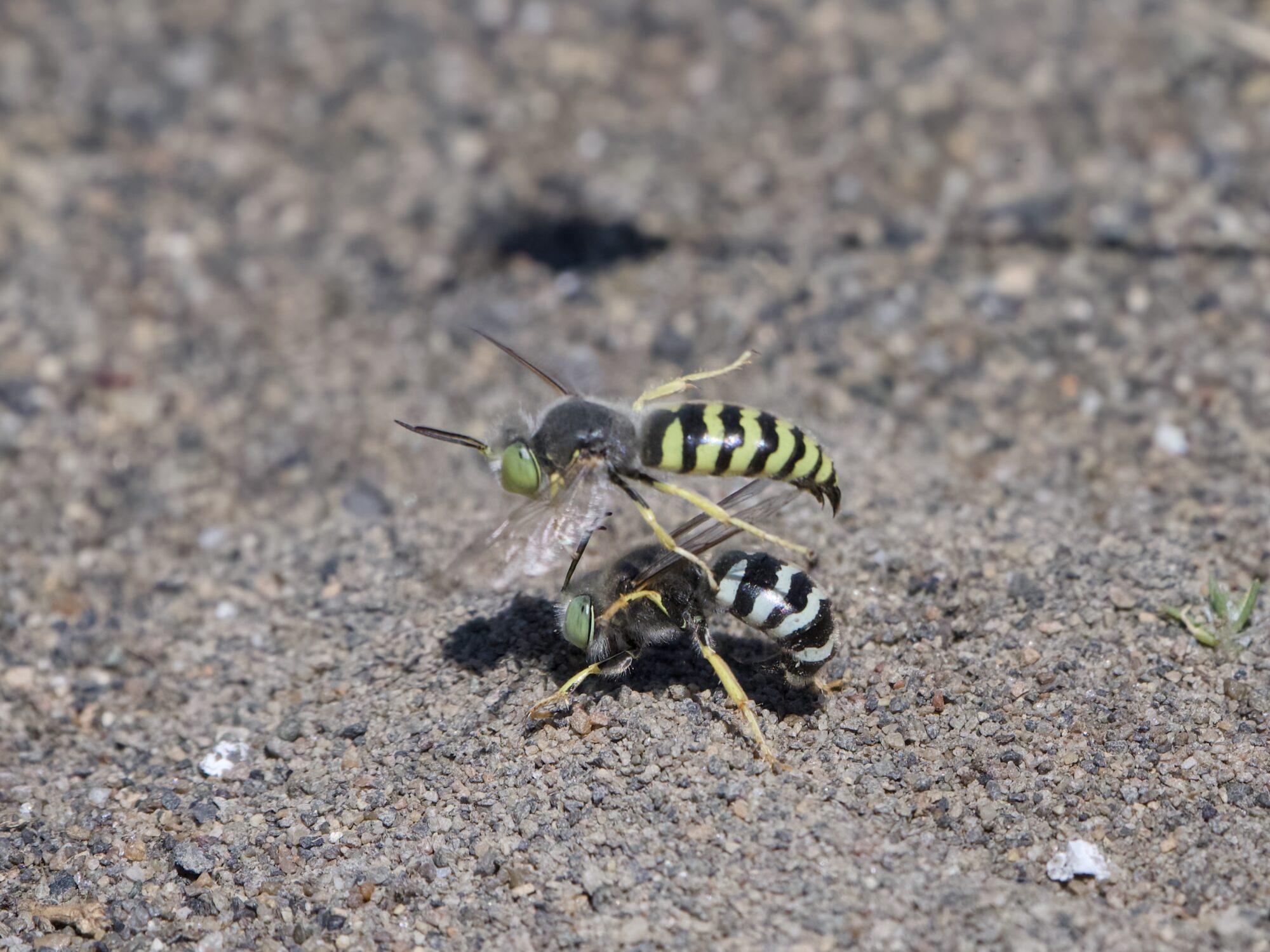 A sand wasp (abdomen coloured a black and greyish-blue) is digging in the dirt and maybe bending its abdomen to lay eggs, while another sand wasp (bdomen coloured a black and yellow-green) is hovering just above it. This second one is a bit out of focus
