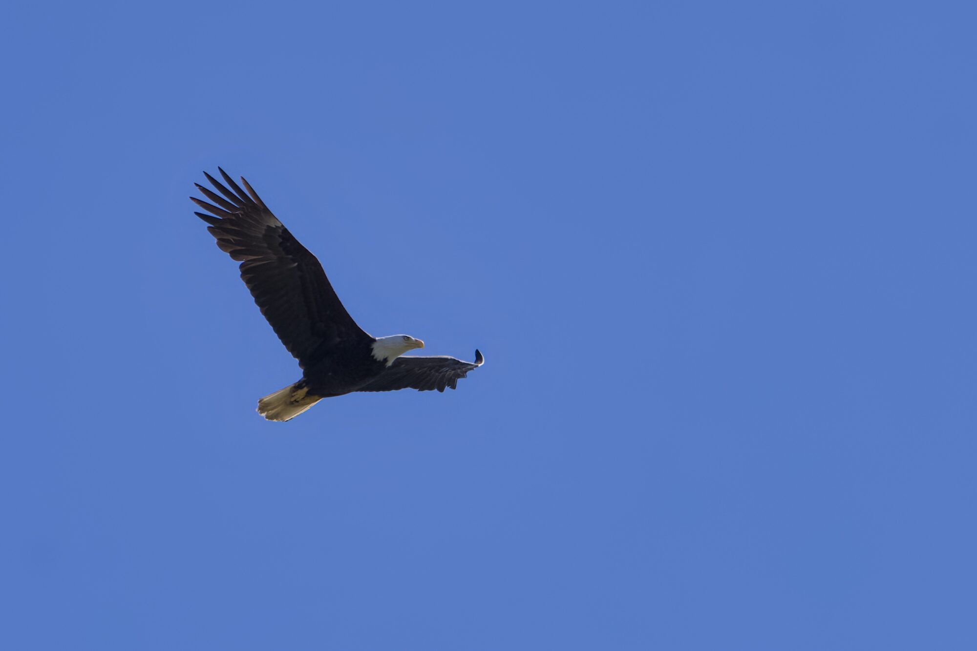 A Bald Eagle is flying along, wings fully extended, against a solid blue sky