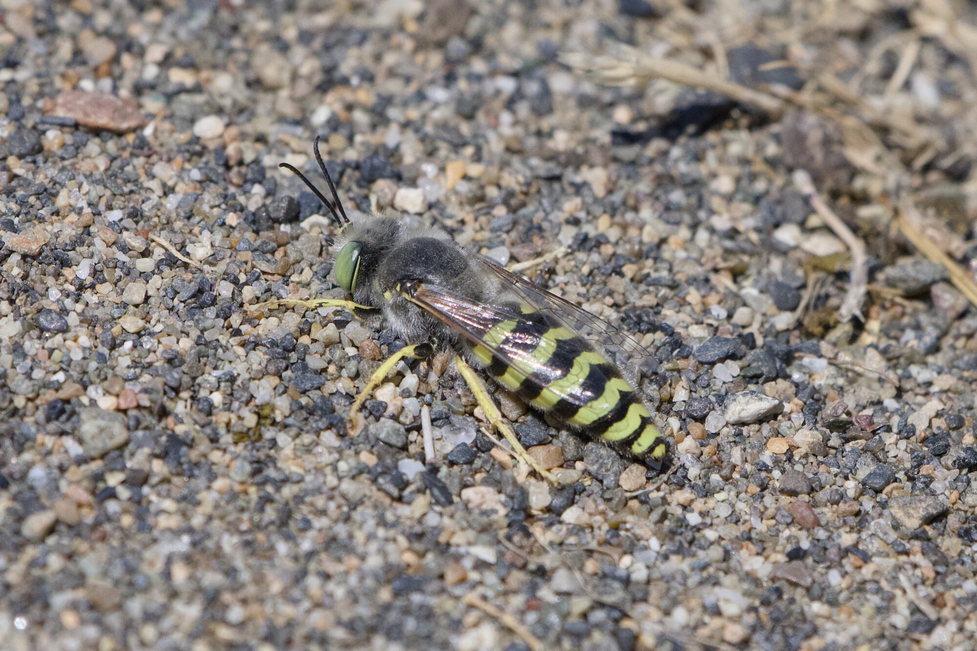 Closeup of a sand wasp on a sandy trail.