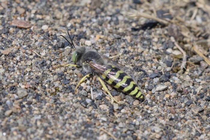 Closeup of a sand wasp on a sandy trail.