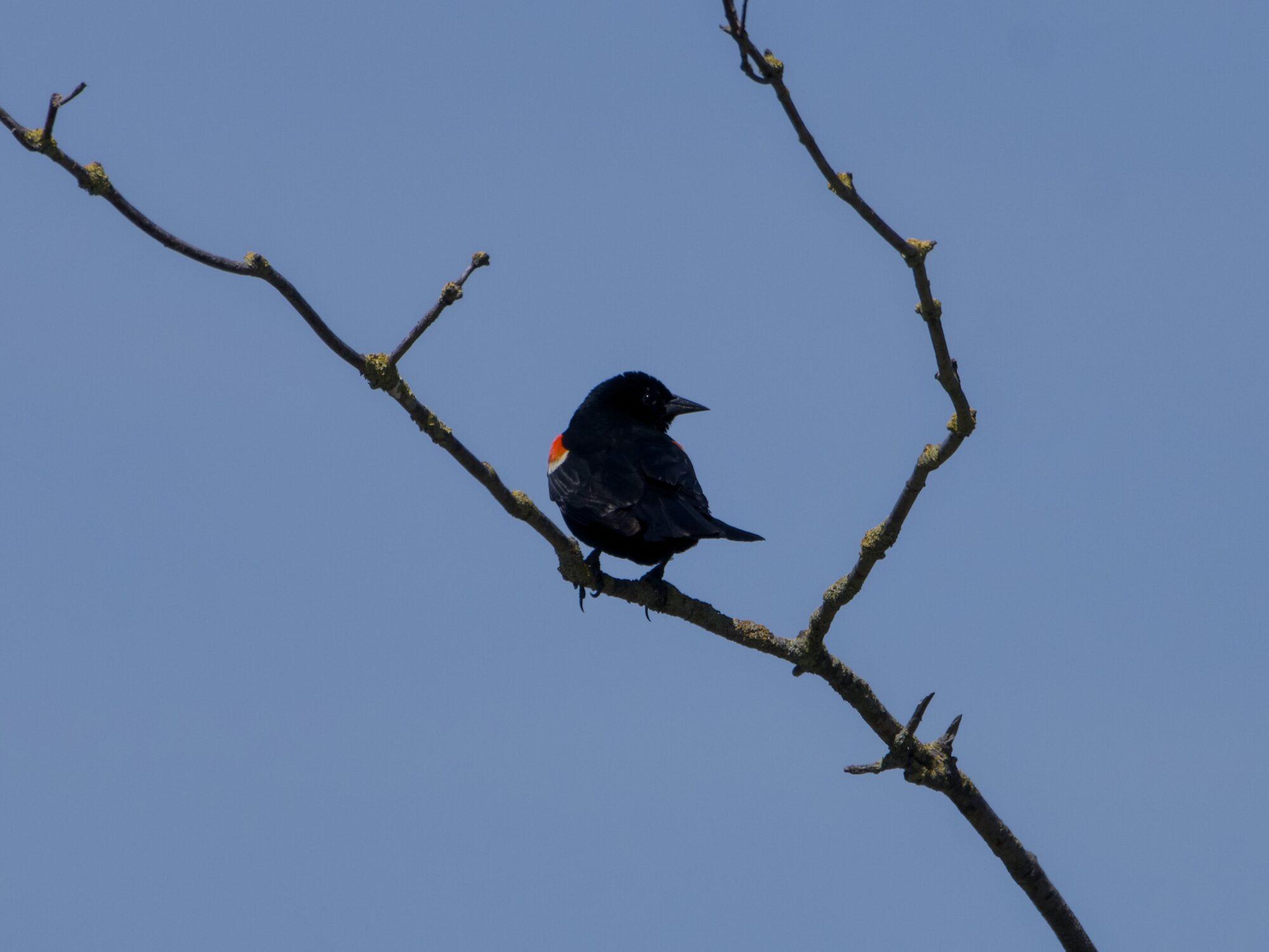 A male Red-winged Blackbird is sitting on a bare wavy branch, against a blue sky. You see just one red epaulet