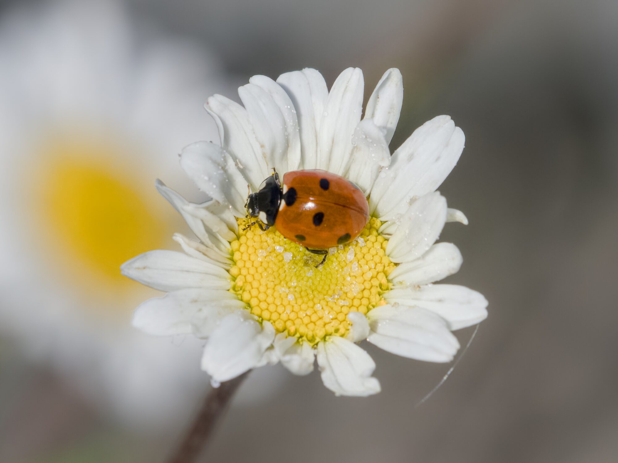 A seven-spotted ladybug is on a daisy