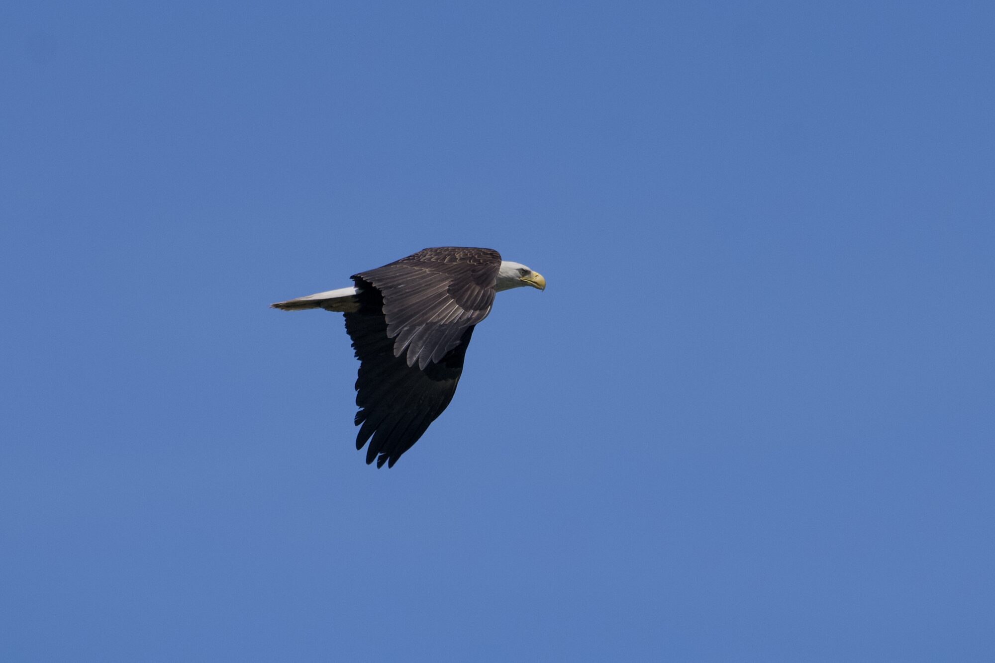 A Bald Eagle is in flight, seen from the side against a blue sky, its wings beating down