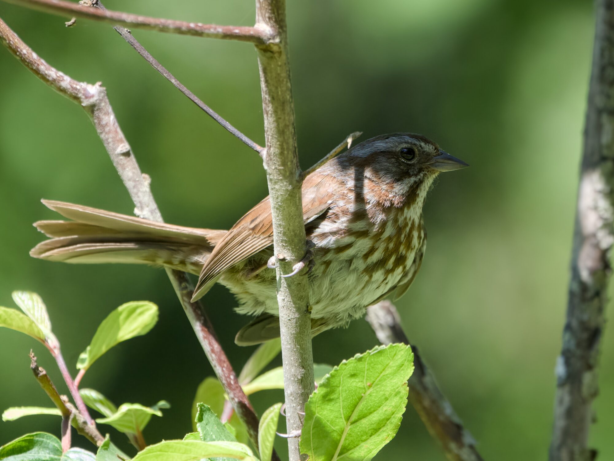 A Song Sparrow at eye level, hanging on to a vertical branch. The sun is shining brightly on it, except for its face which is in the shade