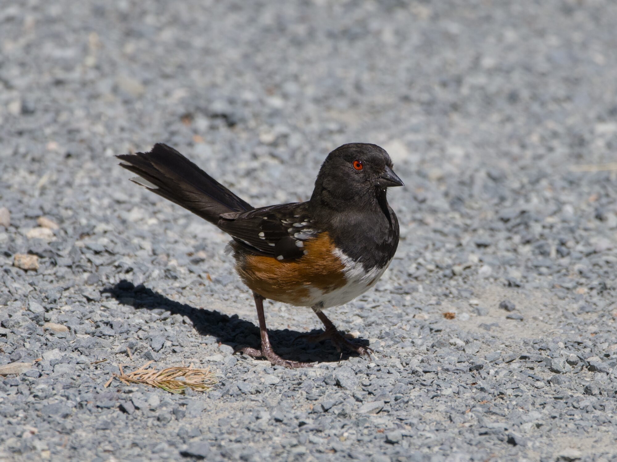 A Spotted Towhee is standing on a gravelly trail, in bright sunlight