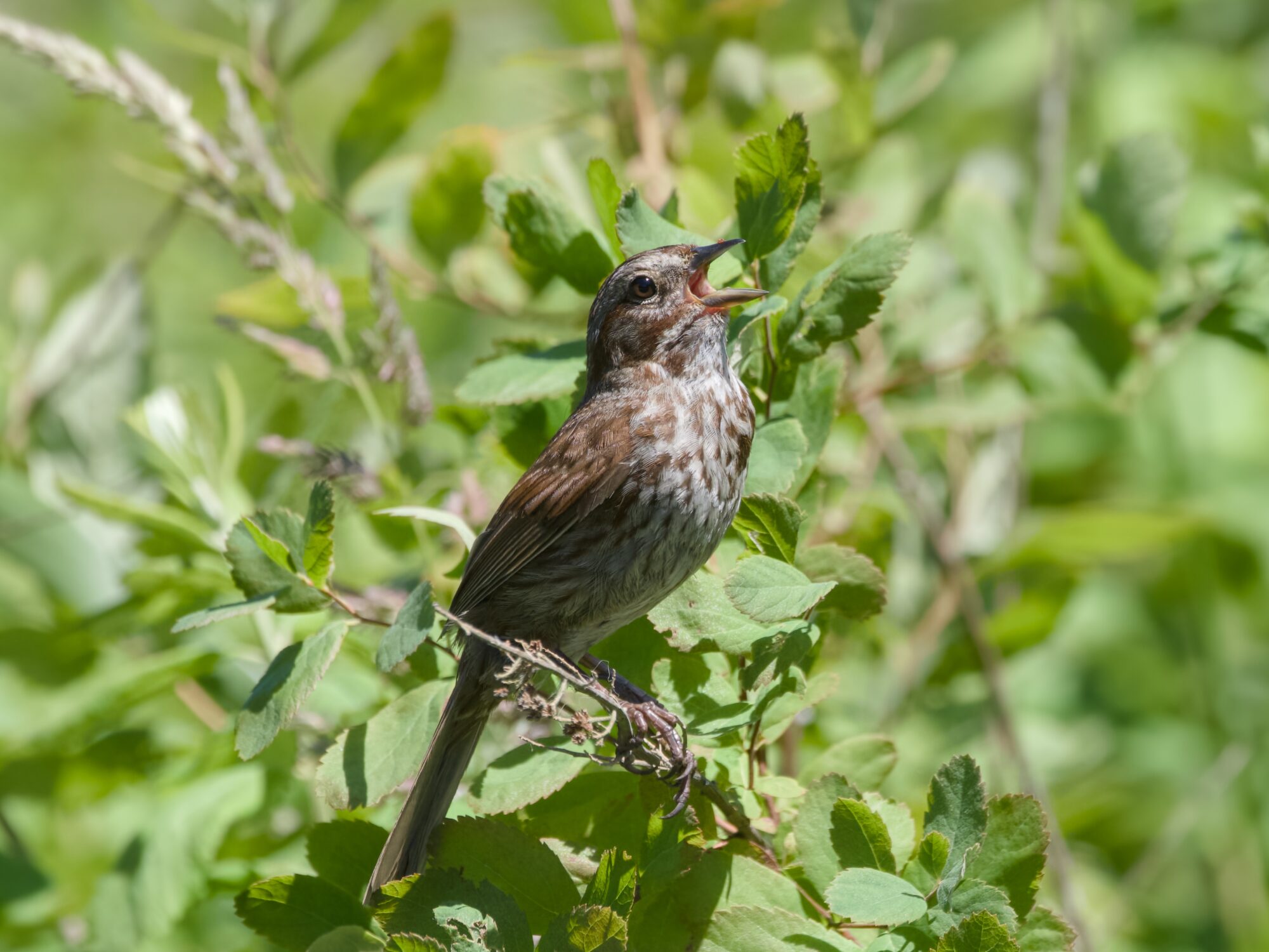 A Song Sparrow is on top of a bush at eye level in bright sunlight, singing its heart out
