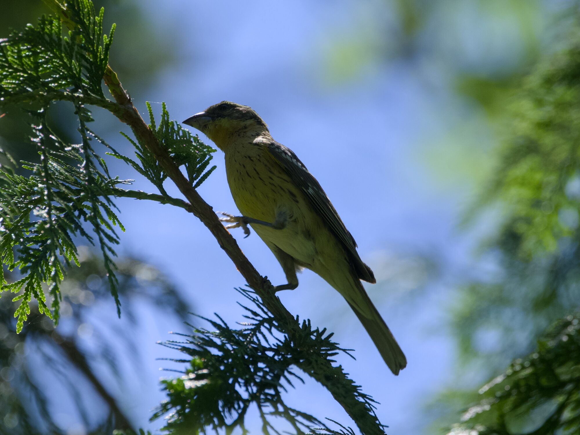 A female Black-headed Grosbeak, on a branch above eye level. She is backlit by the sun, and the background is mostly blue sky, framed with conifer branches