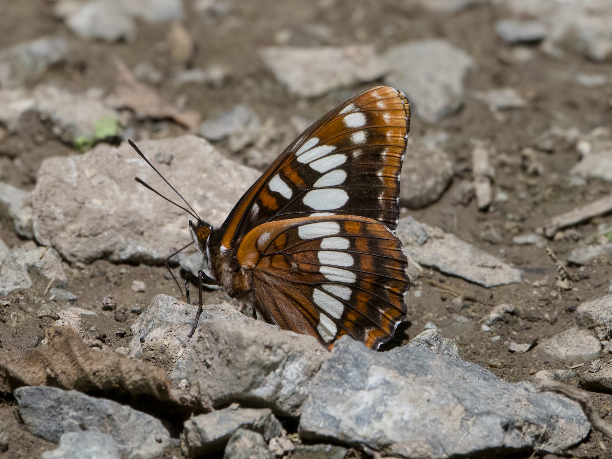 A Lorquin's Admiral butterfly on the ground, which is mostly hard soil with a number of smal rocks as big as it is. It is on one of these rocks, probing it with its tongue