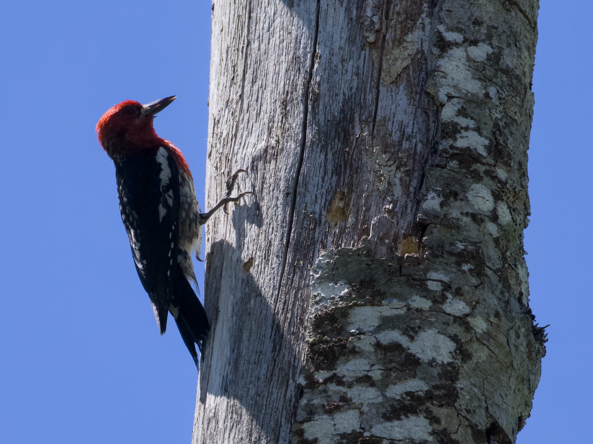 A Red-breasted Sapsucker, up on a tree against solid blue sky. The sun is shining behind it, catching its red head and chest