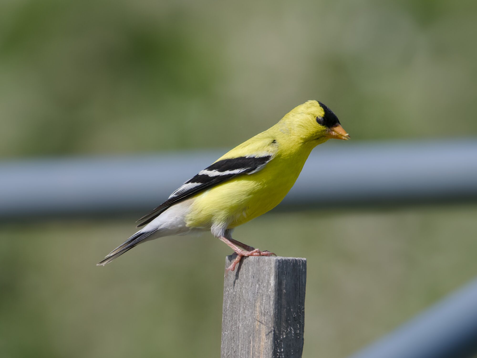 A male American Goldfinch is standing on a wooden post