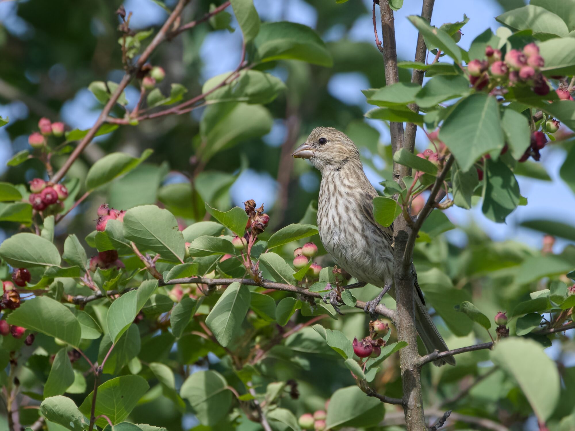 A female House Finch is up in a tree with lush foliage and lots of little berries