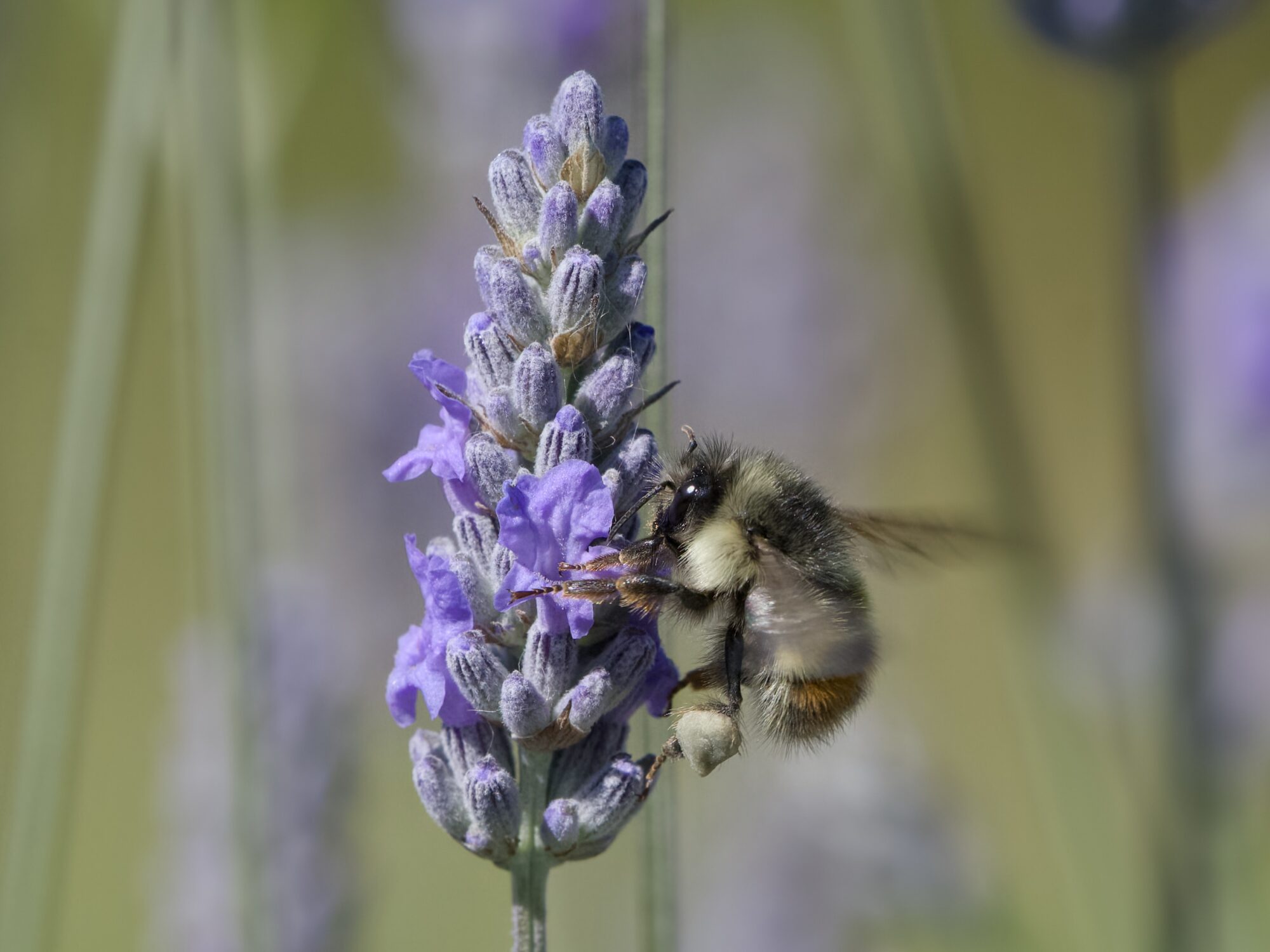 A red-tailed bumblebee on a sprig of lavender