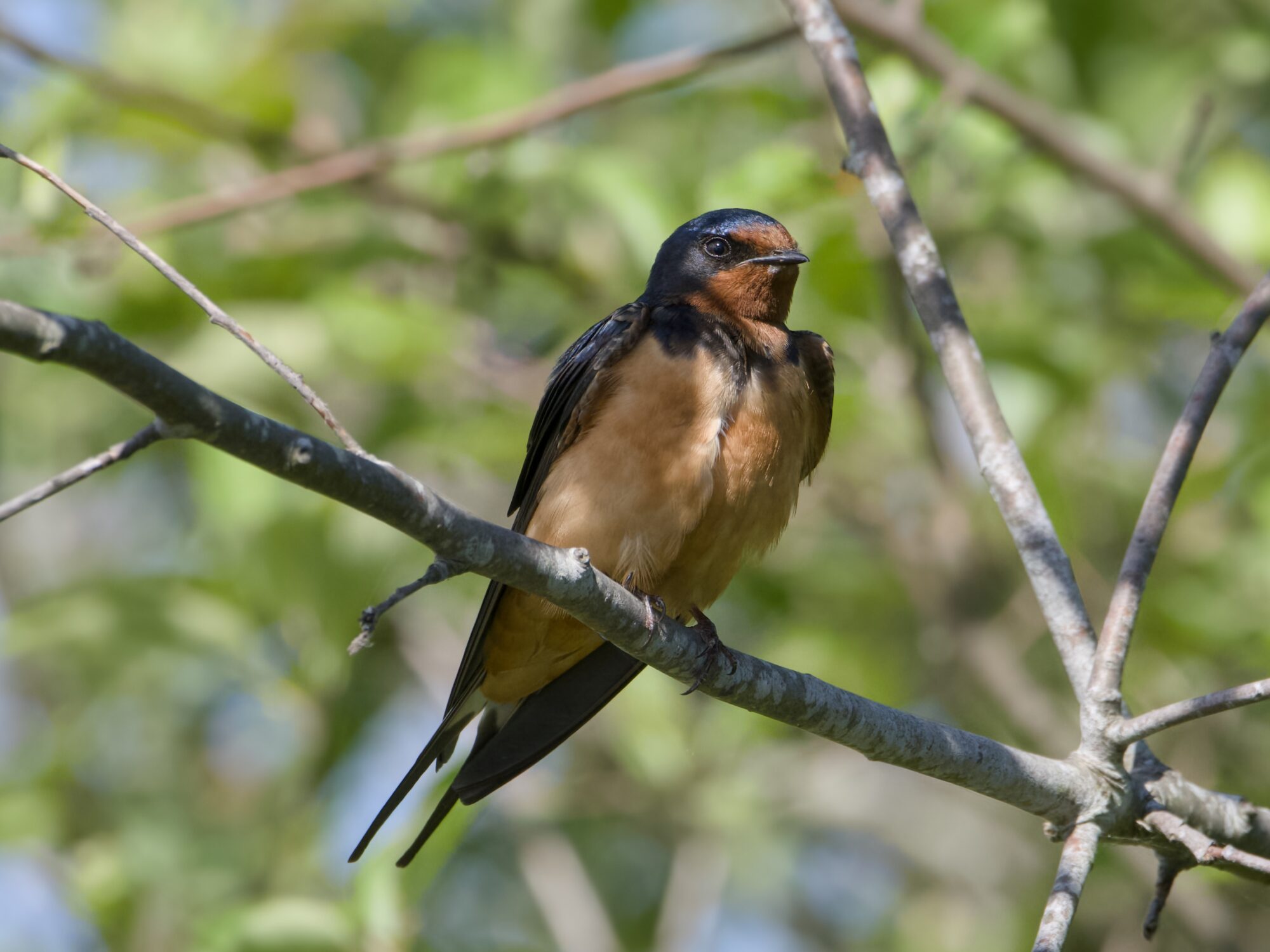 A Barn Swallow sitting on a branch, in dappled light, a bit above eye level