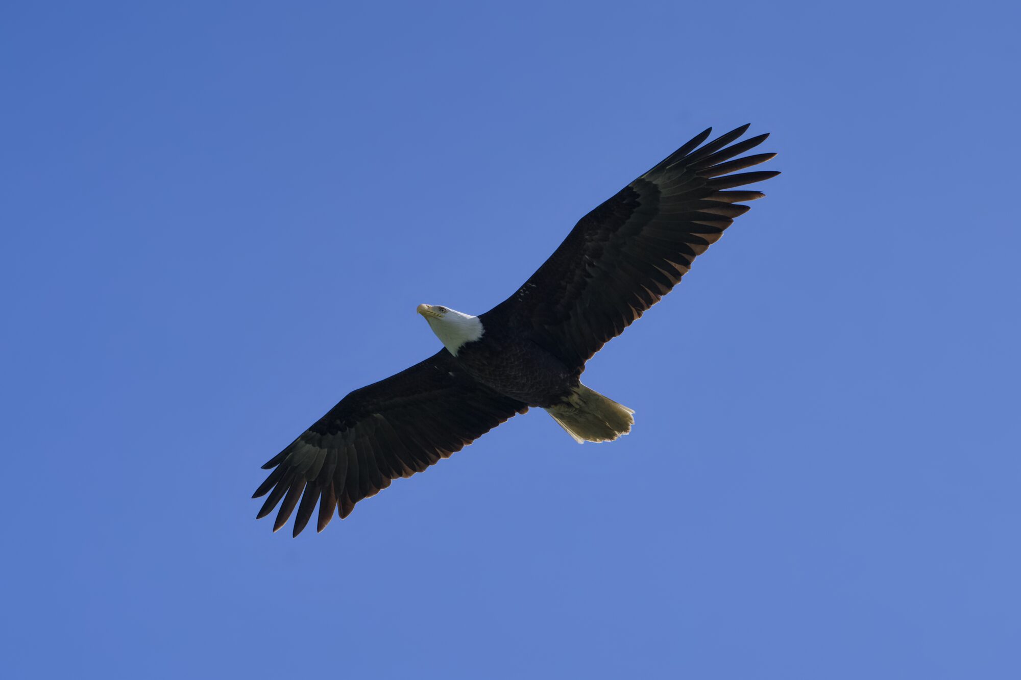 A Bald Eagle soaring above, against a solid blue sky