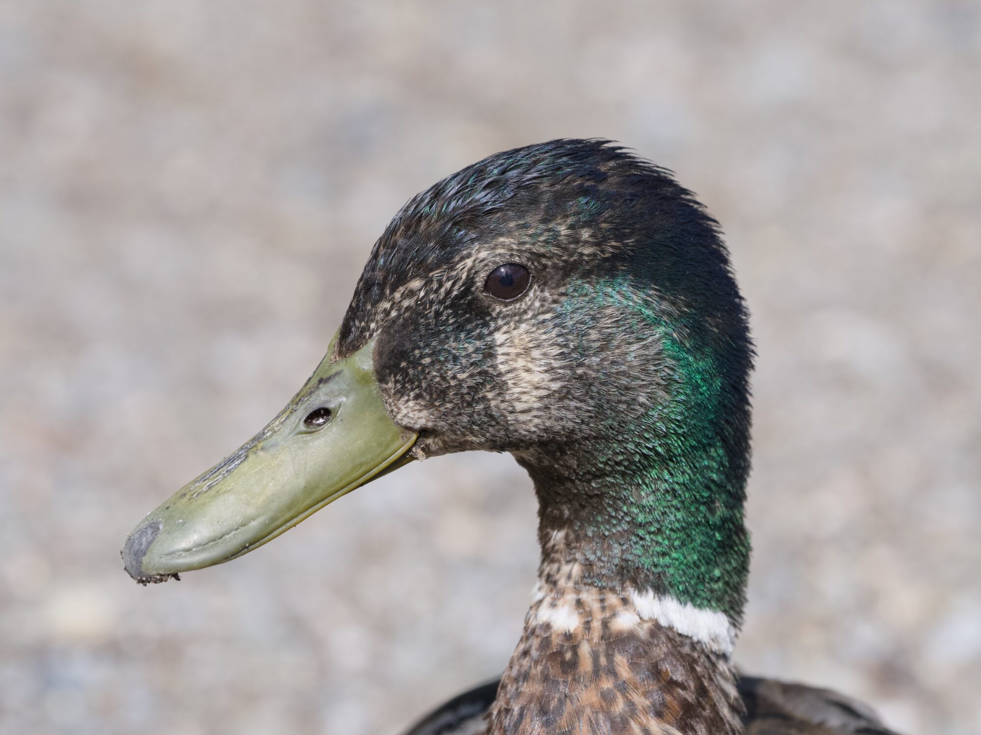 Closeup of a male Mallard Duck, part way in eclipse transition and having lost most of the green on his head