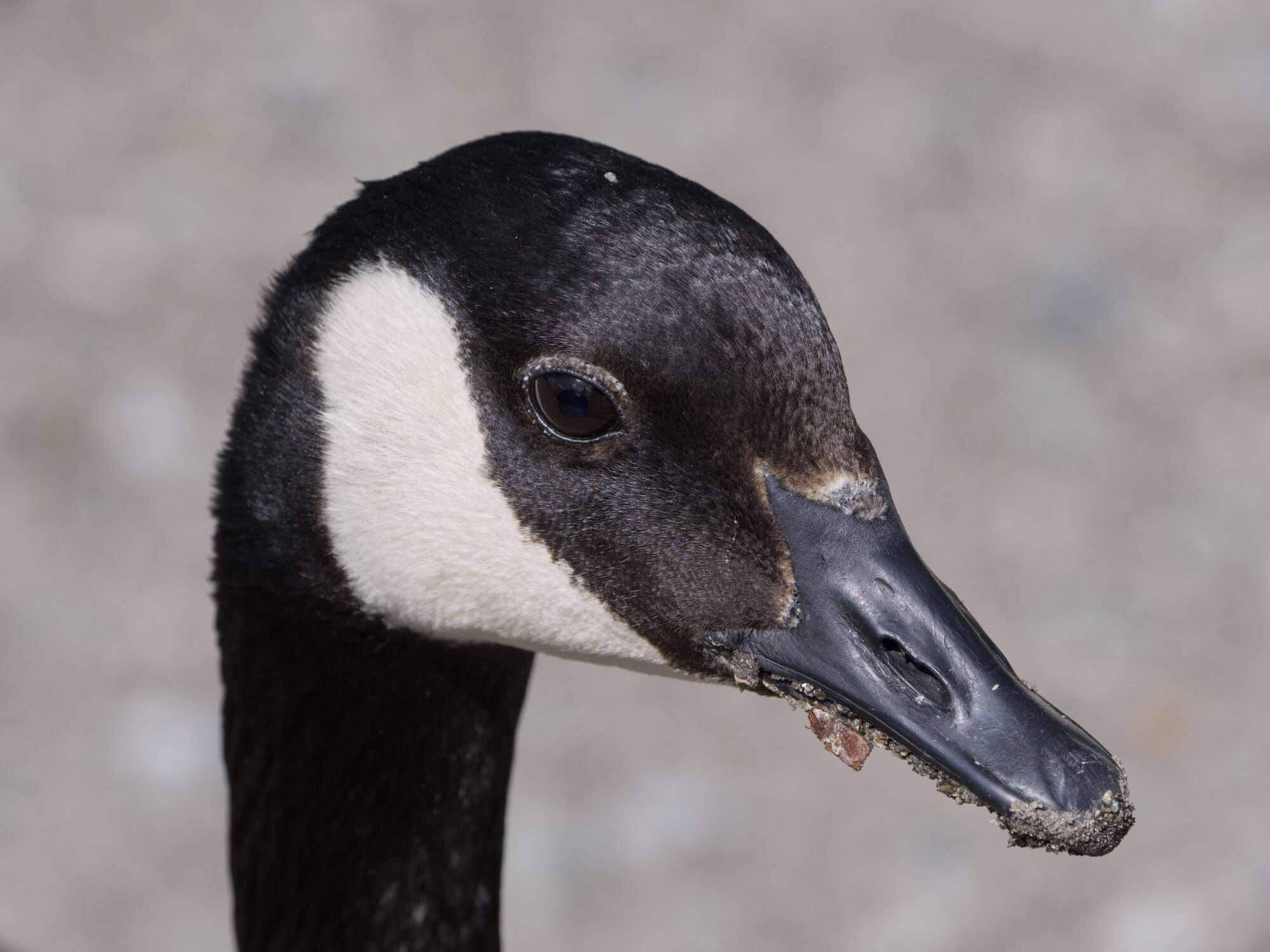 Closeup of a Canada Goose, with dirt and bits of leaves lining its bill