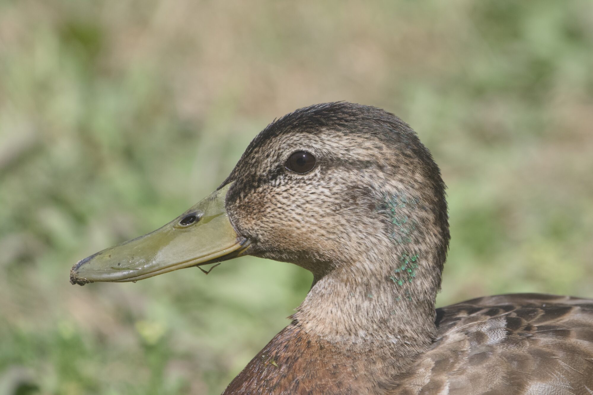 Closeup of a male Mallard Duck, who's lost almost all the green on his ead