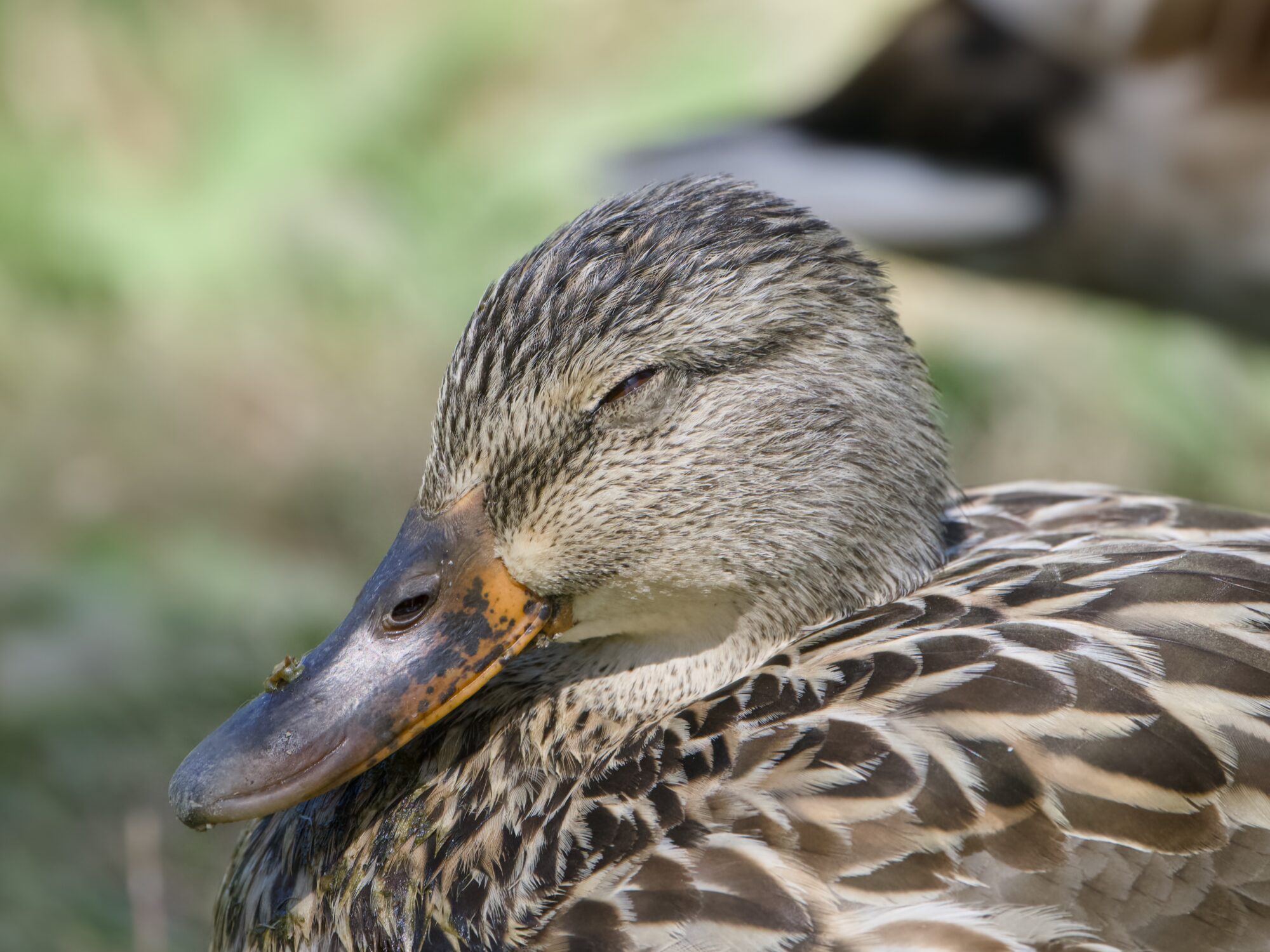Closeup of a female Mallard duck, her eyes closed