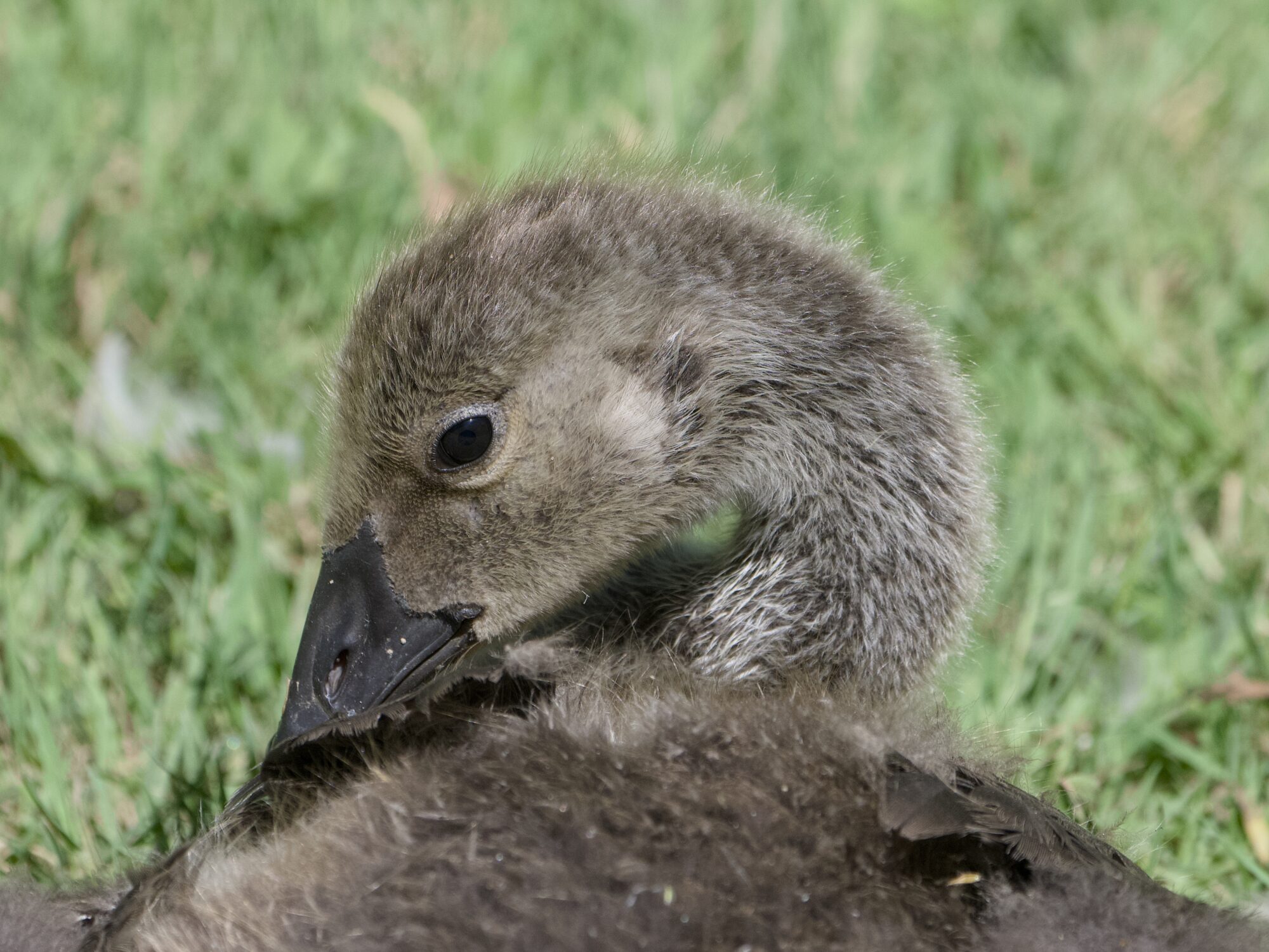 Closeup of a half-grown Canada Gosling, still half downy, preening its back in a relaxed way. It is surrounded by green grass