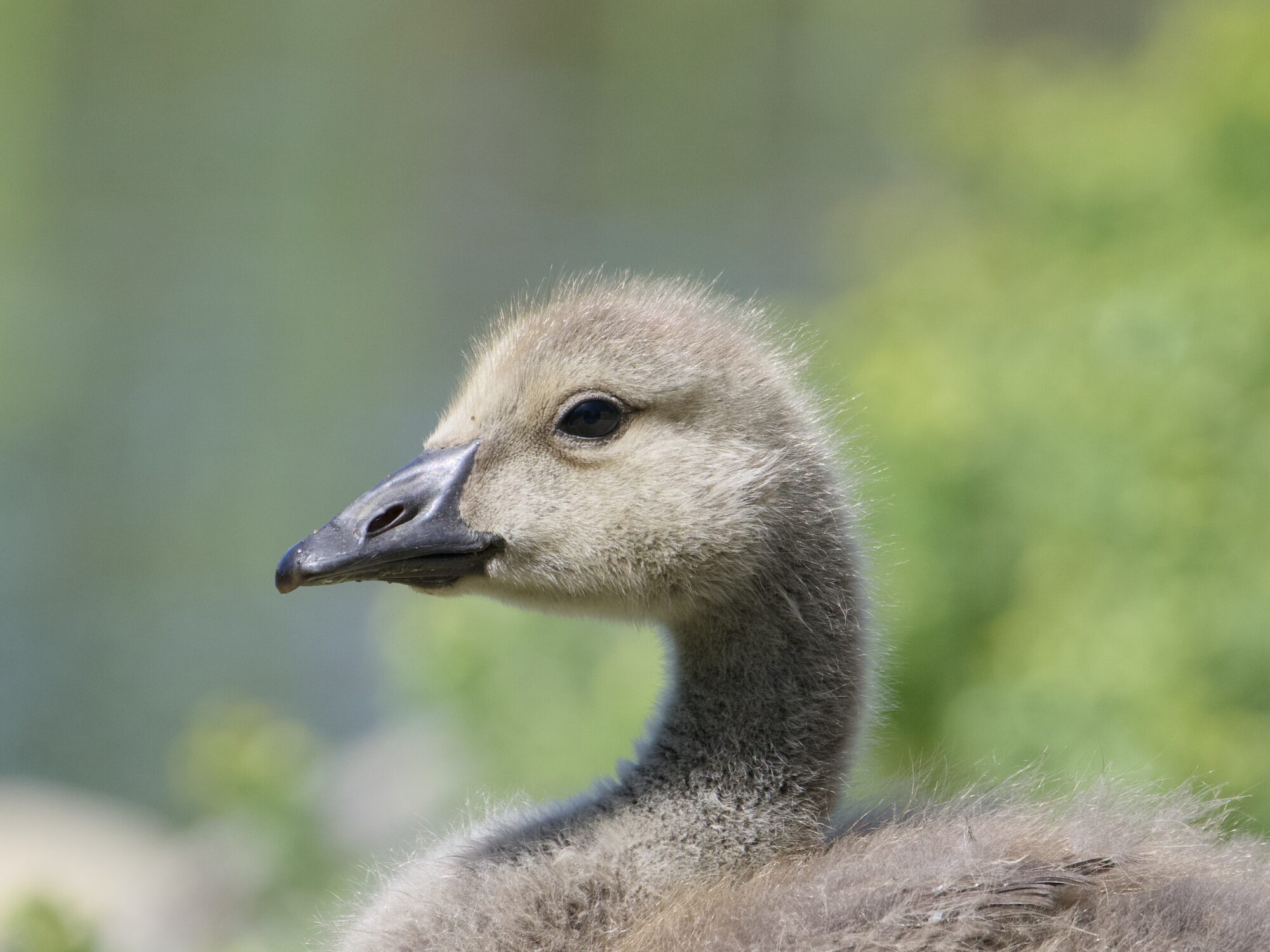 Close up of a quite young Canada Gosling. Not quite a baby, but still very downy. Background is green bushes
