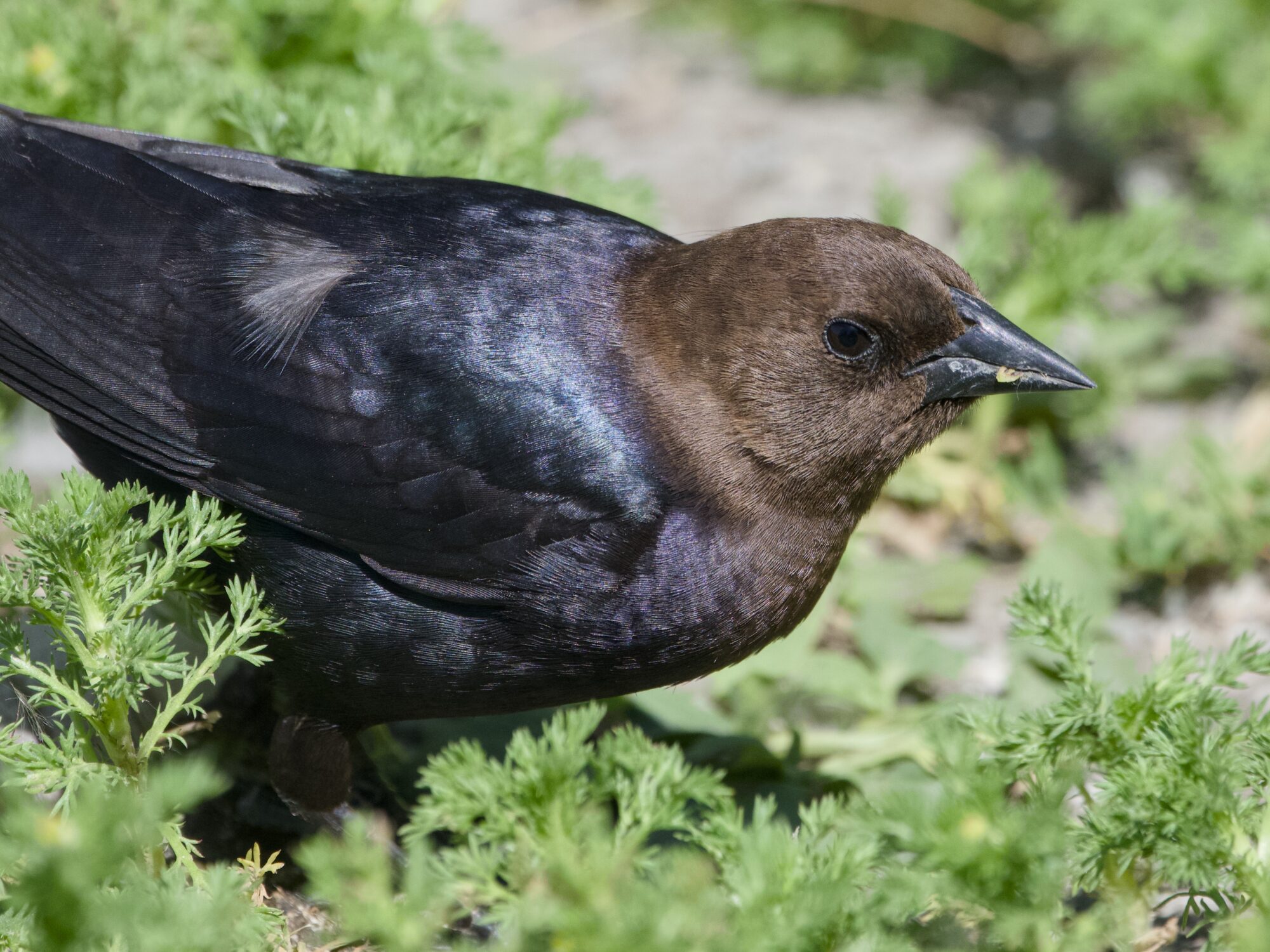 A male Brown-headed Cowbird is on the ground, amidst grasses and such
