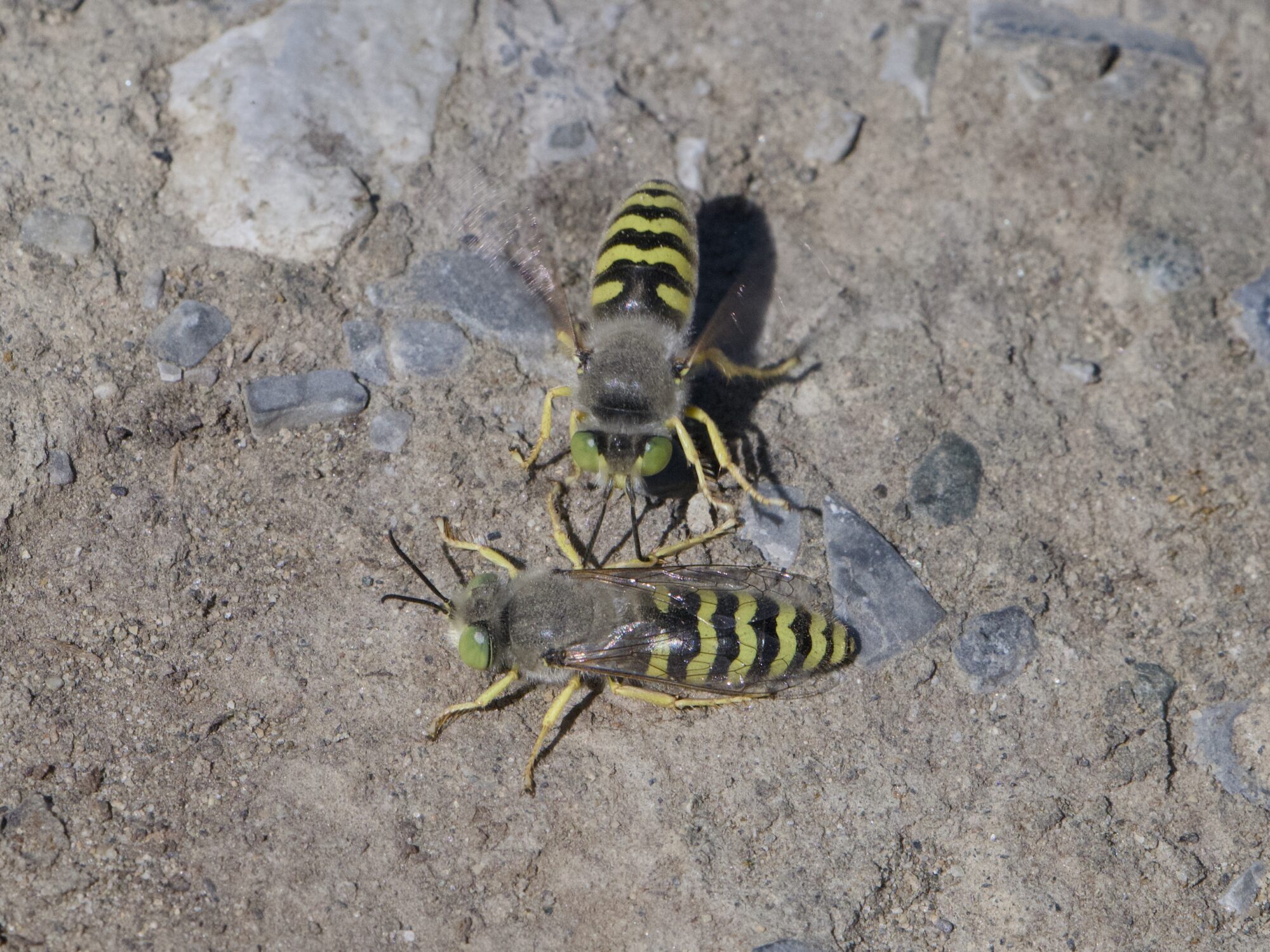 Two sand wasps