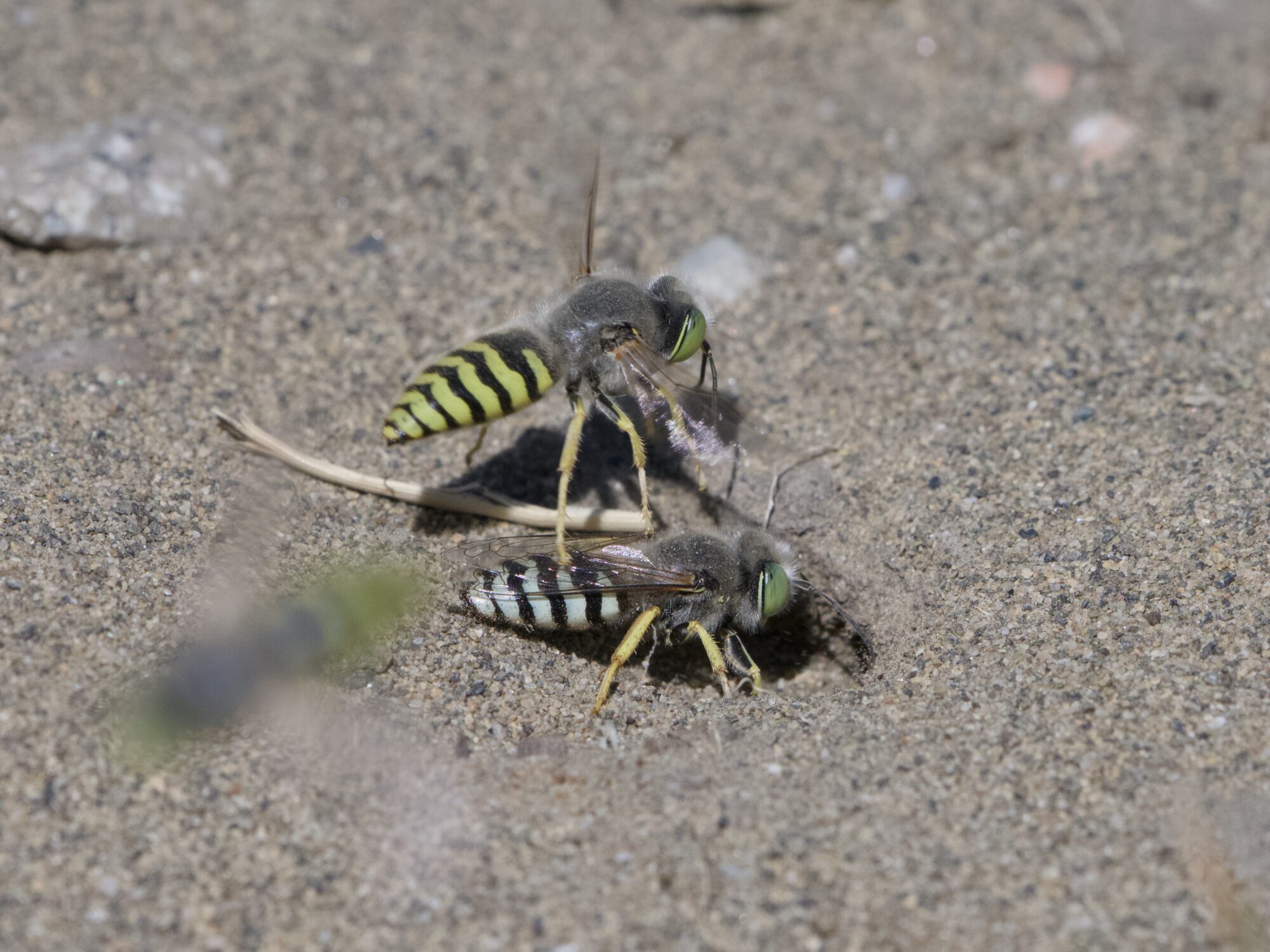 Two sand wasps: one greyish, on the ground and digging a burrow, and one yellowish, flying just above the other one