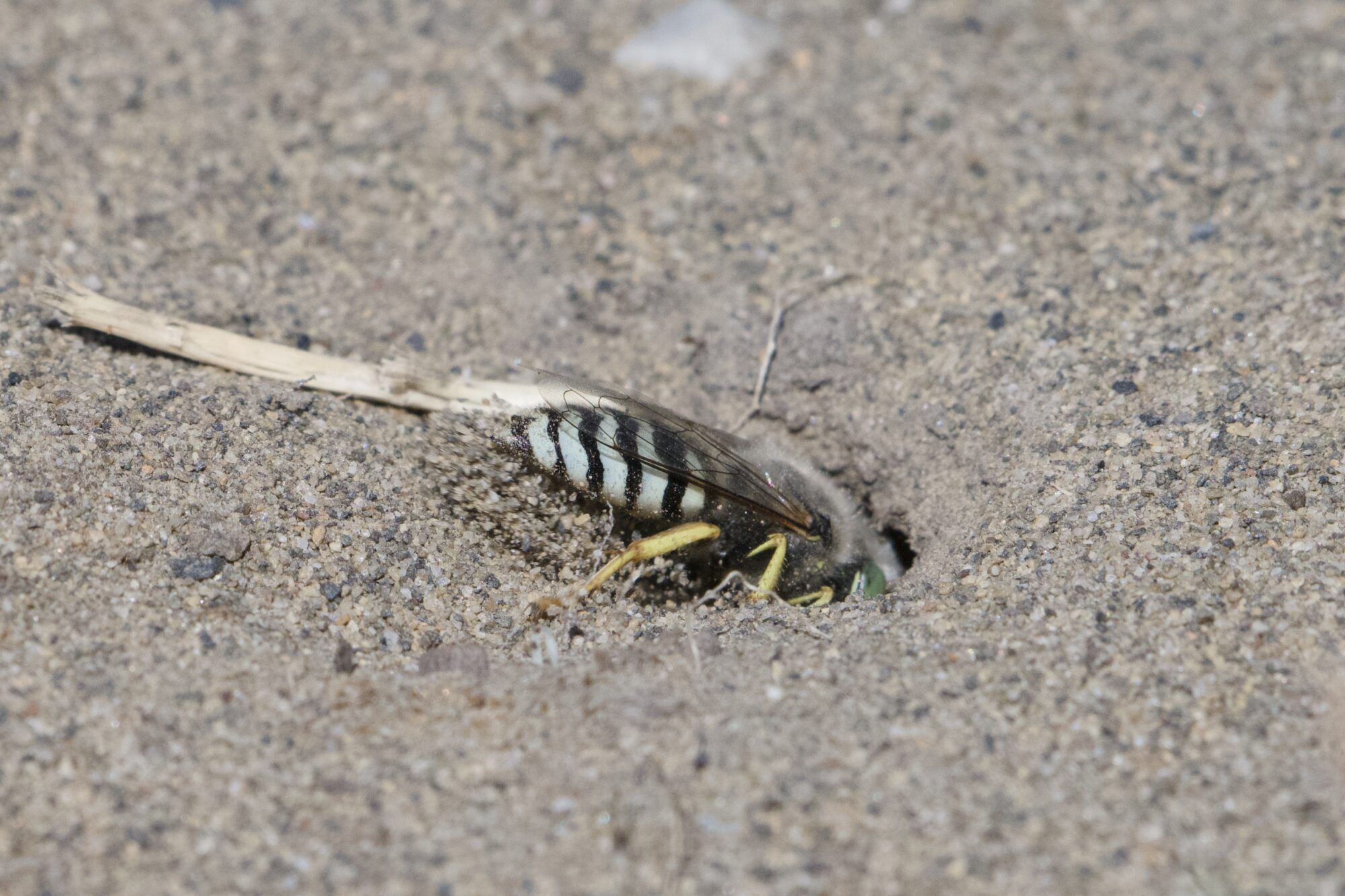 A sand wasp with grey and black abdomen is digging in the sand