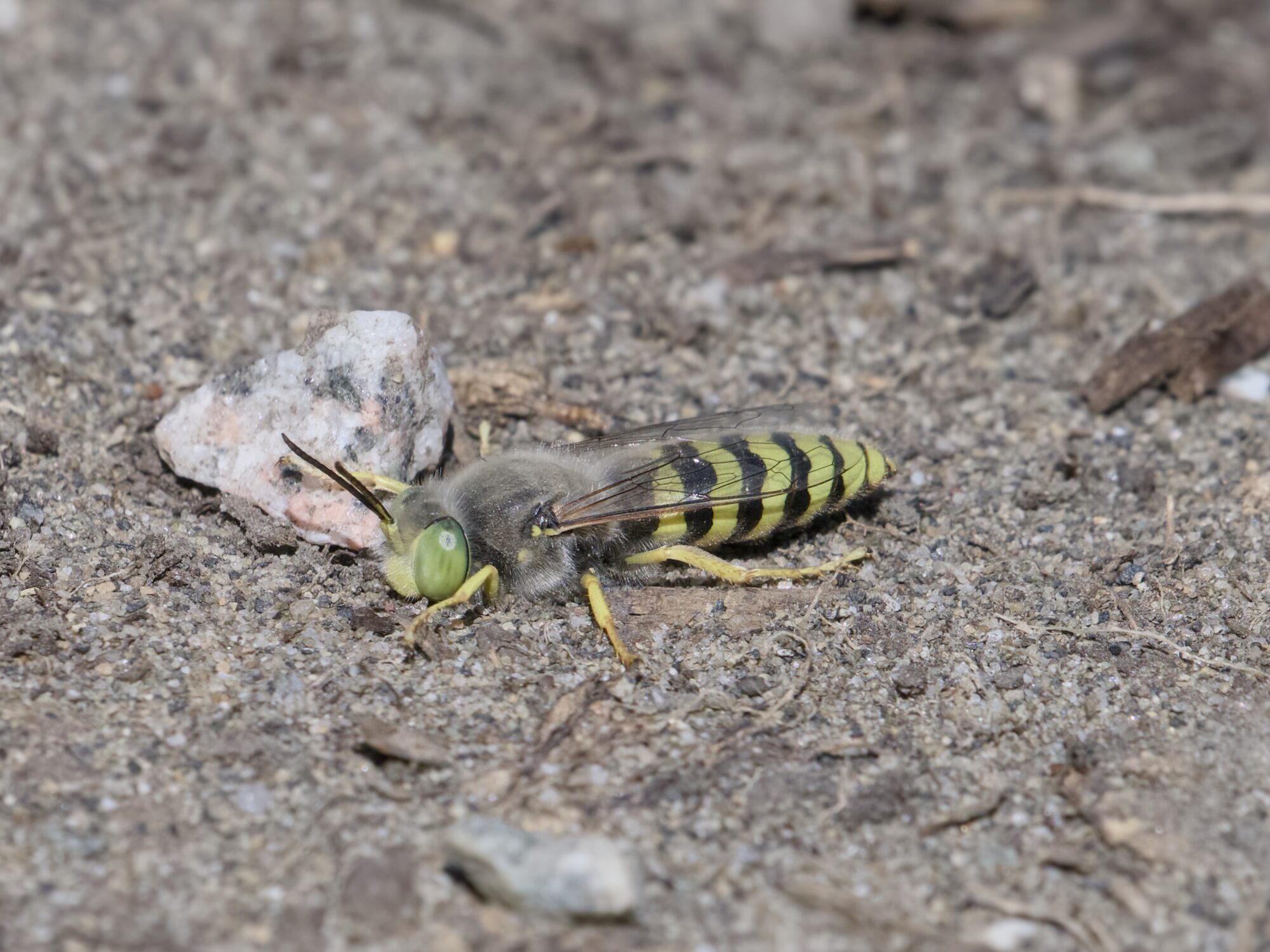 A sand wasp with yellow and black abdomen is lying flat on sandy ground