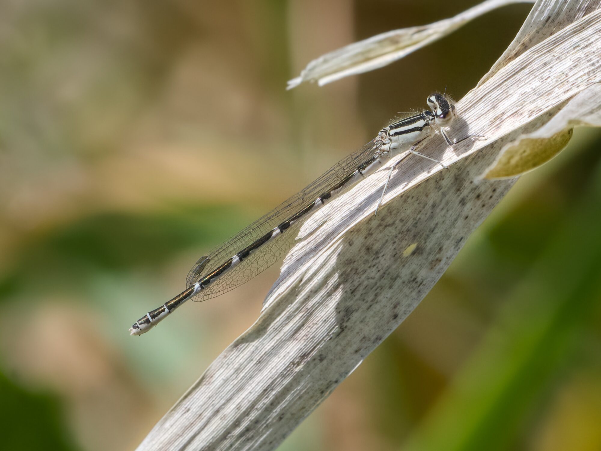 A female Common Blue damselfly, resting on a dry reed