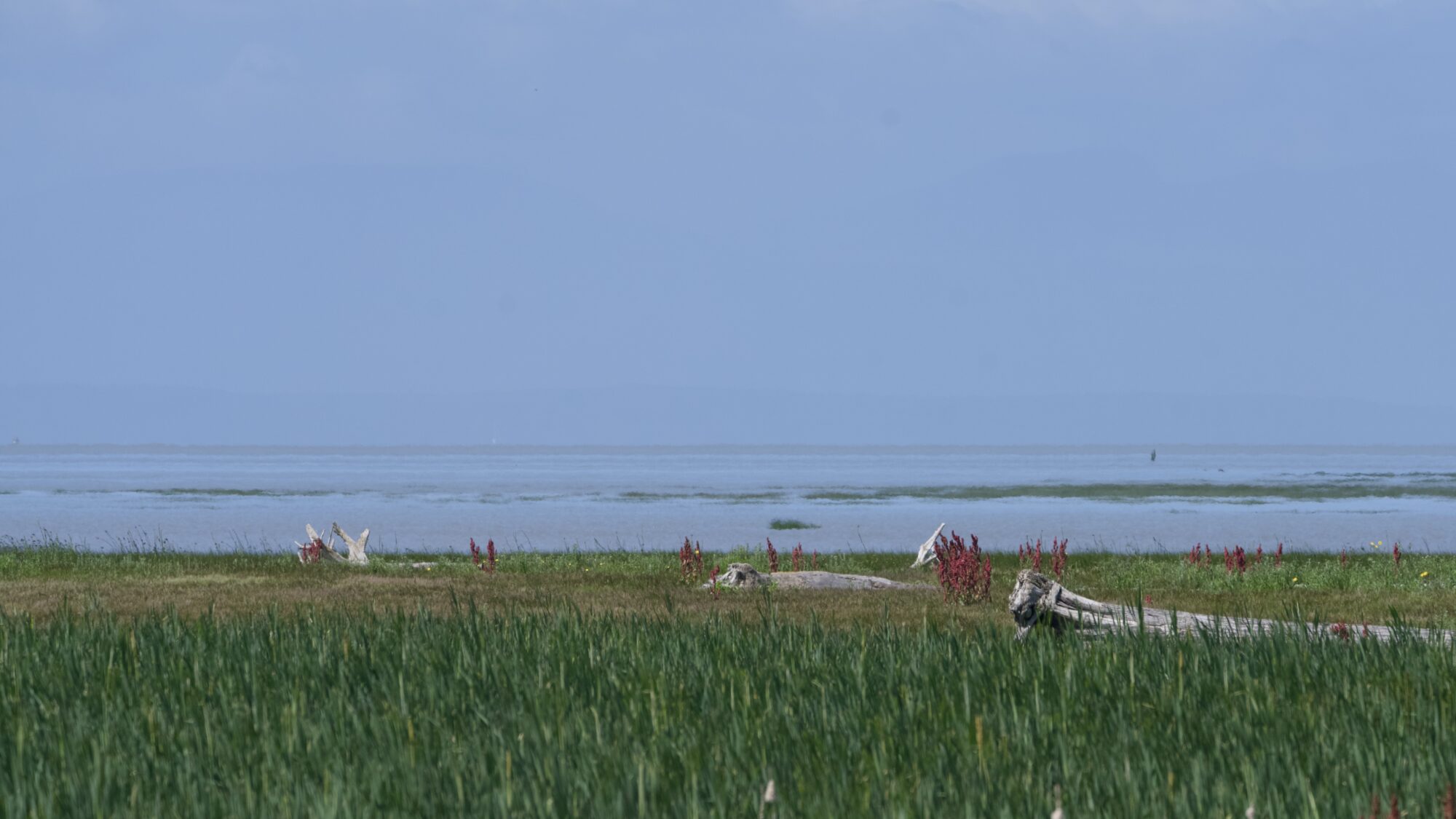 The outer edge of the marshes: some reddish bushes, beached logs, and complicated coastline