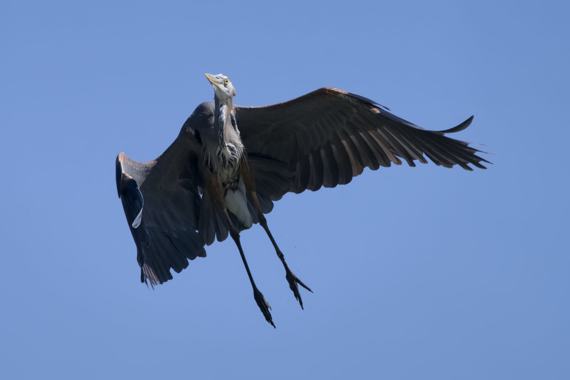 A Great Blue Heron in flight, just above, against a solid blue sky
