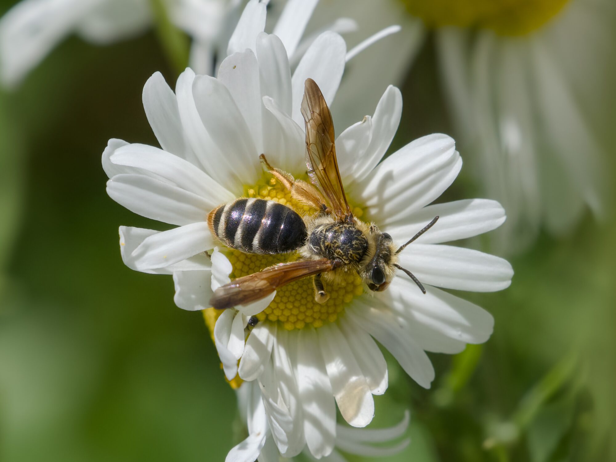 Some kind of wasp on a daisy